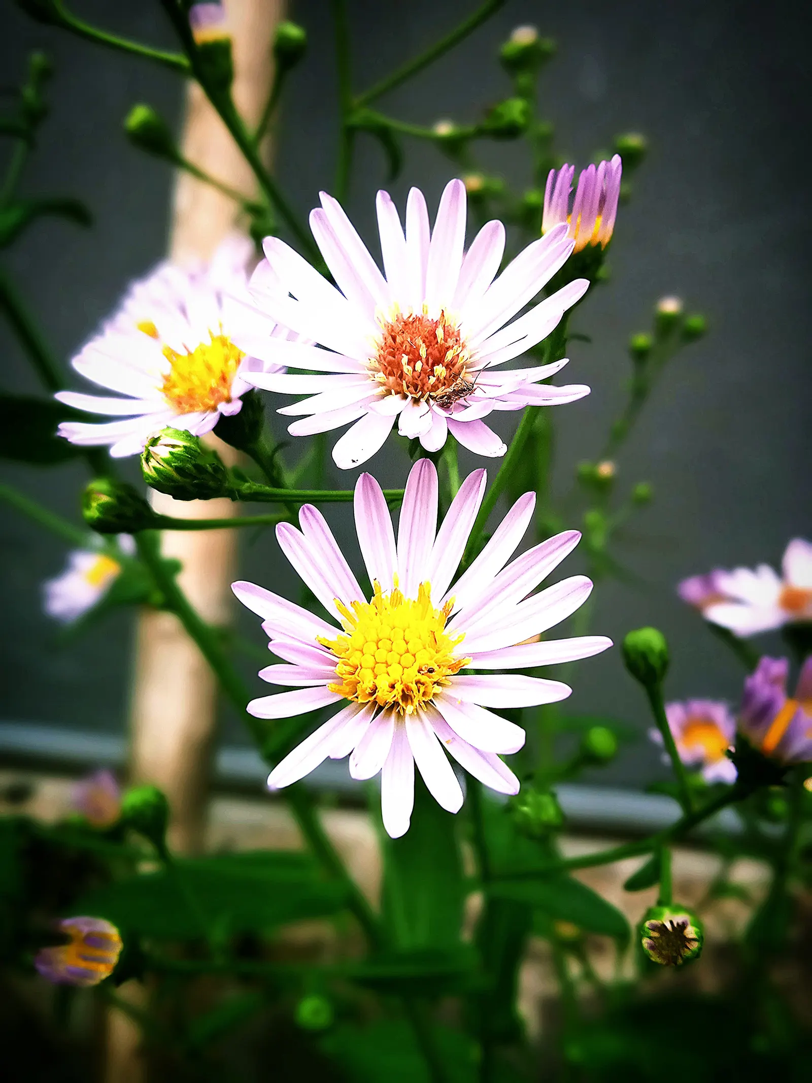 Aster Hybrids (Aster Species) — Deadheading spent flowers will encourage further blooming and can extend the flowering period