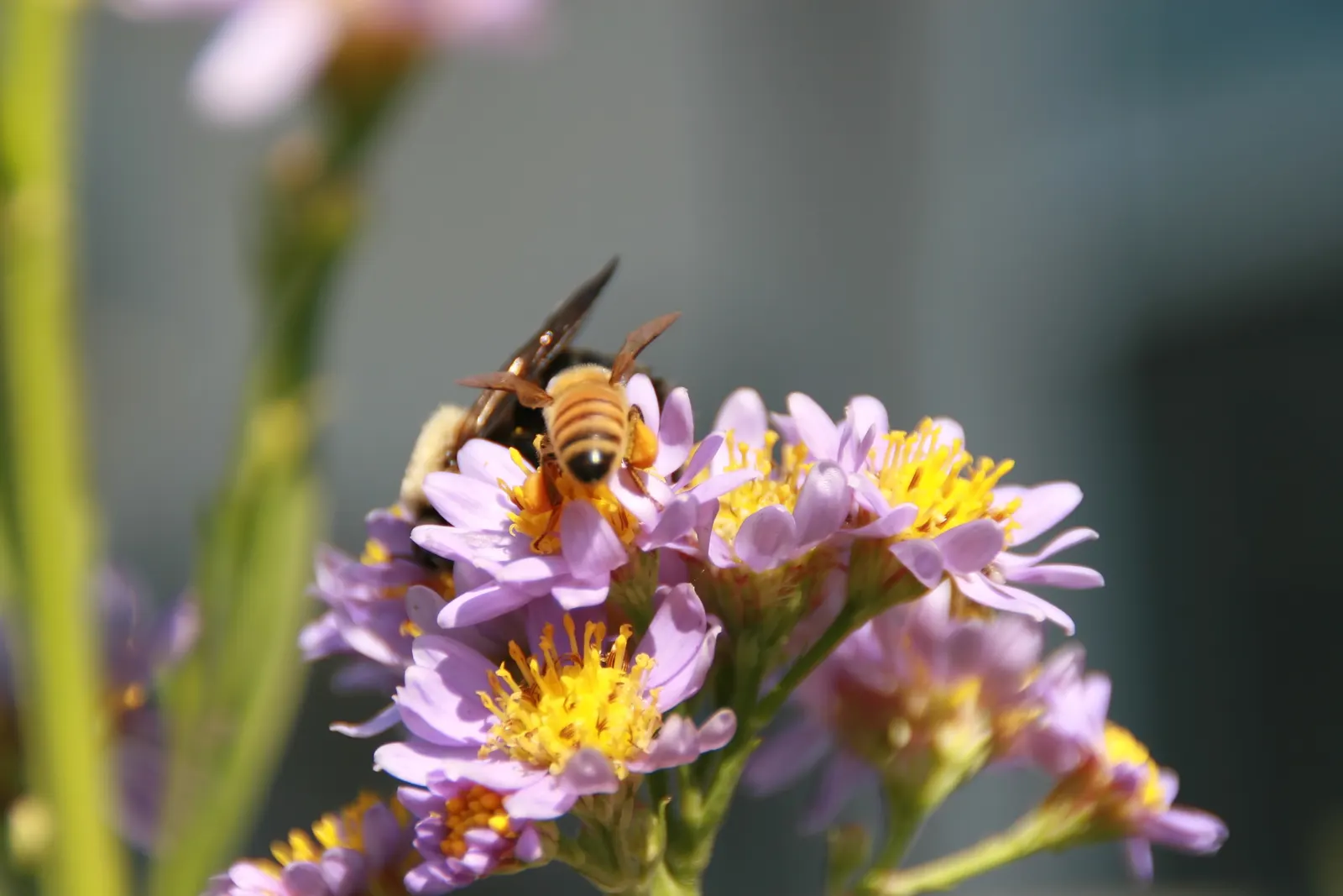 Aster Hybrids (Aster Species) — and can flourish in USDA hardiness zones 4 through 8