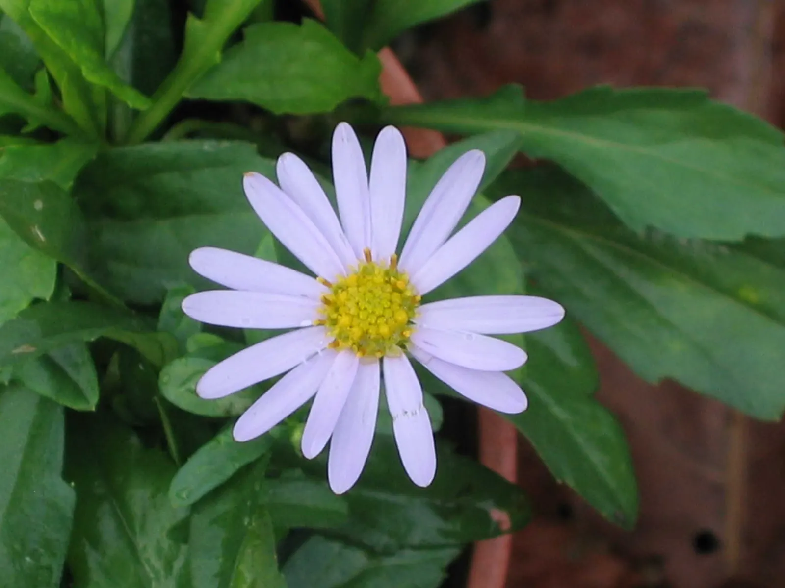 Aster Hybrids (Aster Species) — Known for their daisy-like flowers