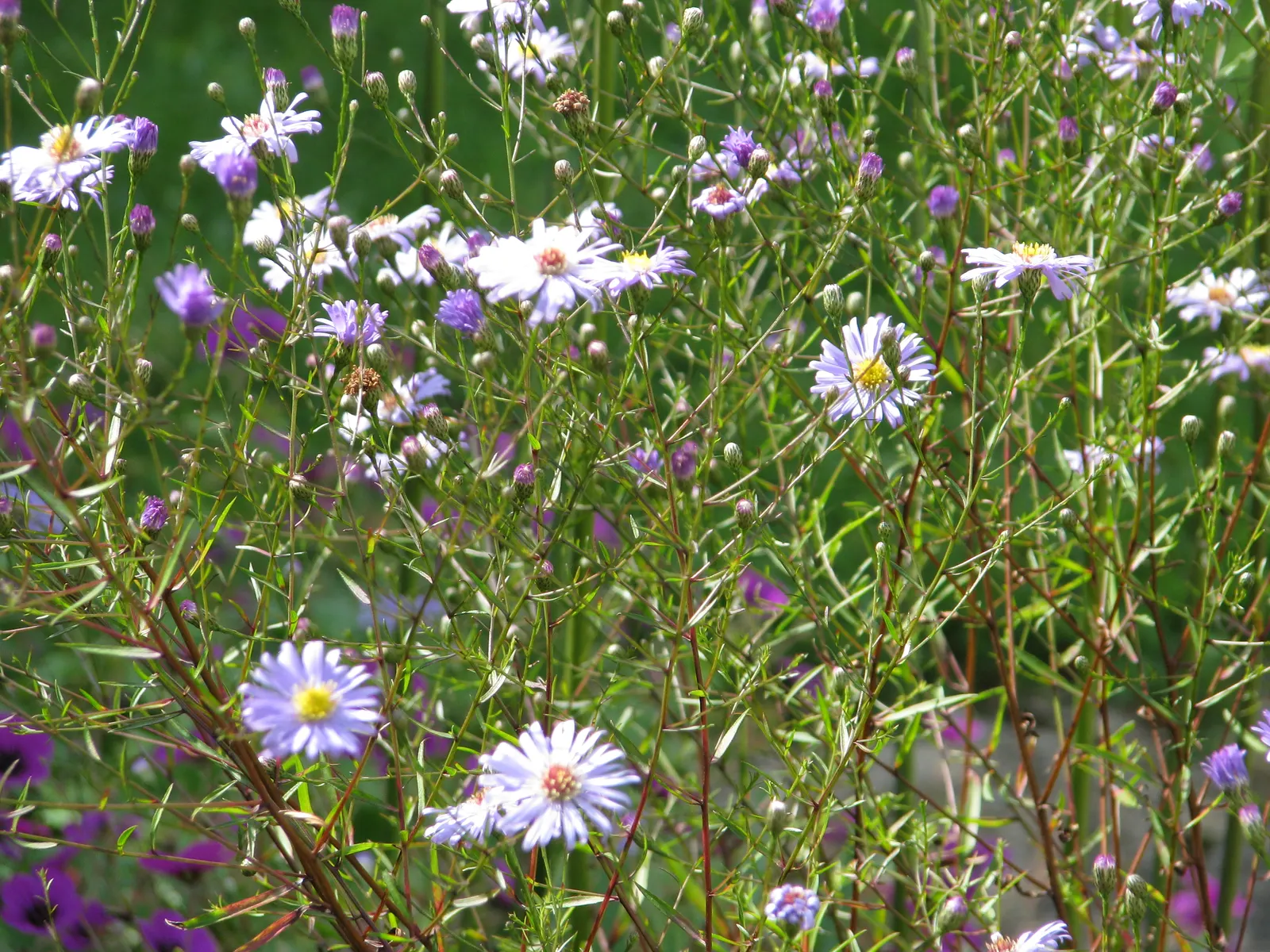 Aster Hybrids (Aster Species) — are a vibrant group of flowering perennials that bring a burst of color to the autumn landscape; aster hybrids, image 60