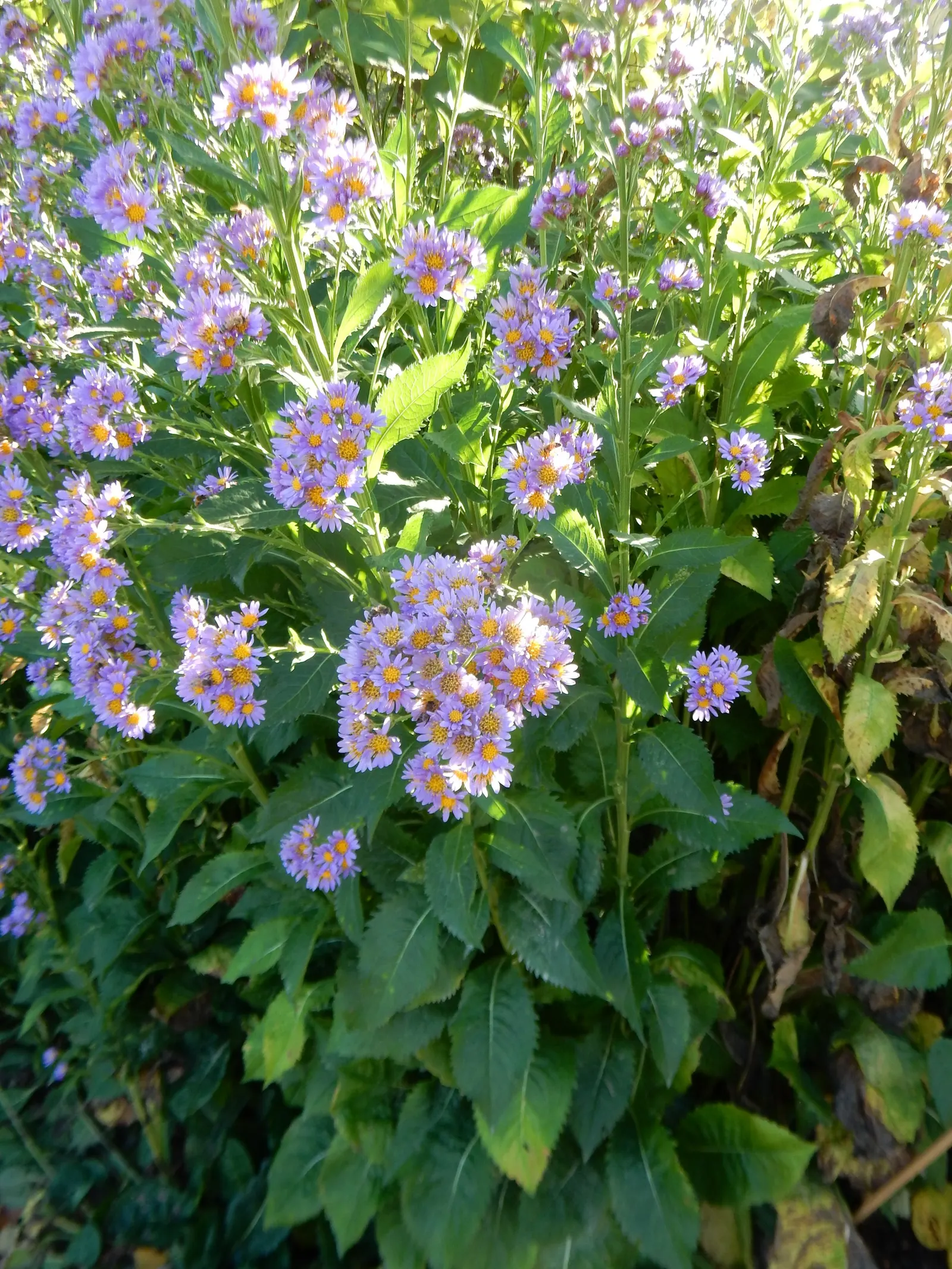 Aster Hybrids (Aster Species) — Exhibiting daisy-like flowers in purples; each with a distinctive yellow center