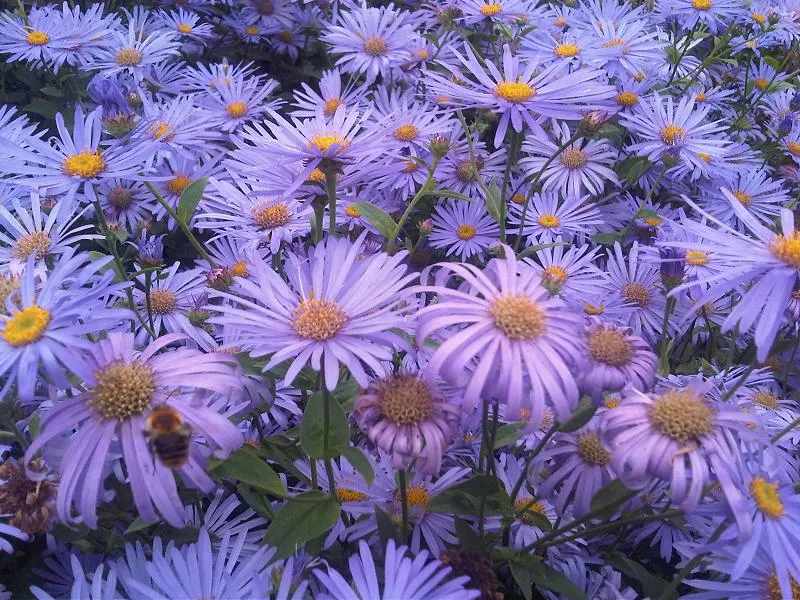 Aster Hybrids (Aster Species) — They prefer well-drained soil and thrive in full sun to partial shade; blue and lavender and multi-colored and, image 67