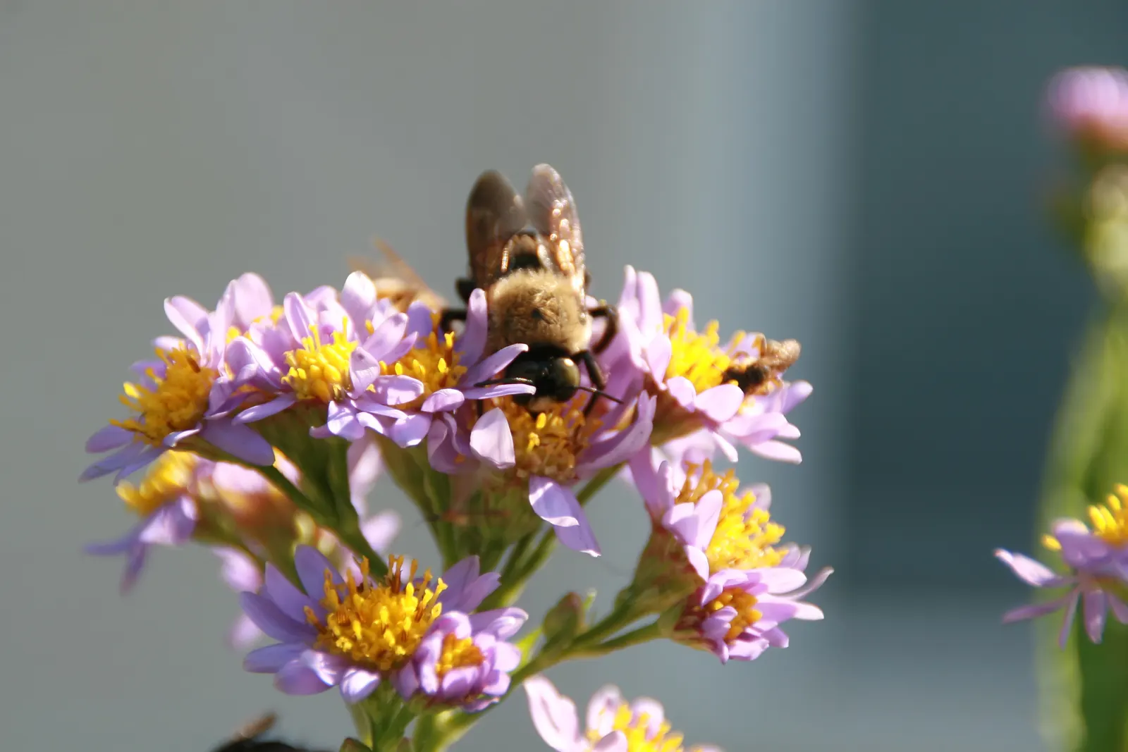 Aster Hybrids (Aster Species) — Typically ranging from 1 to 6 feet in height and 1 to 4 feet in spread; they attract butterflies and support pollinators