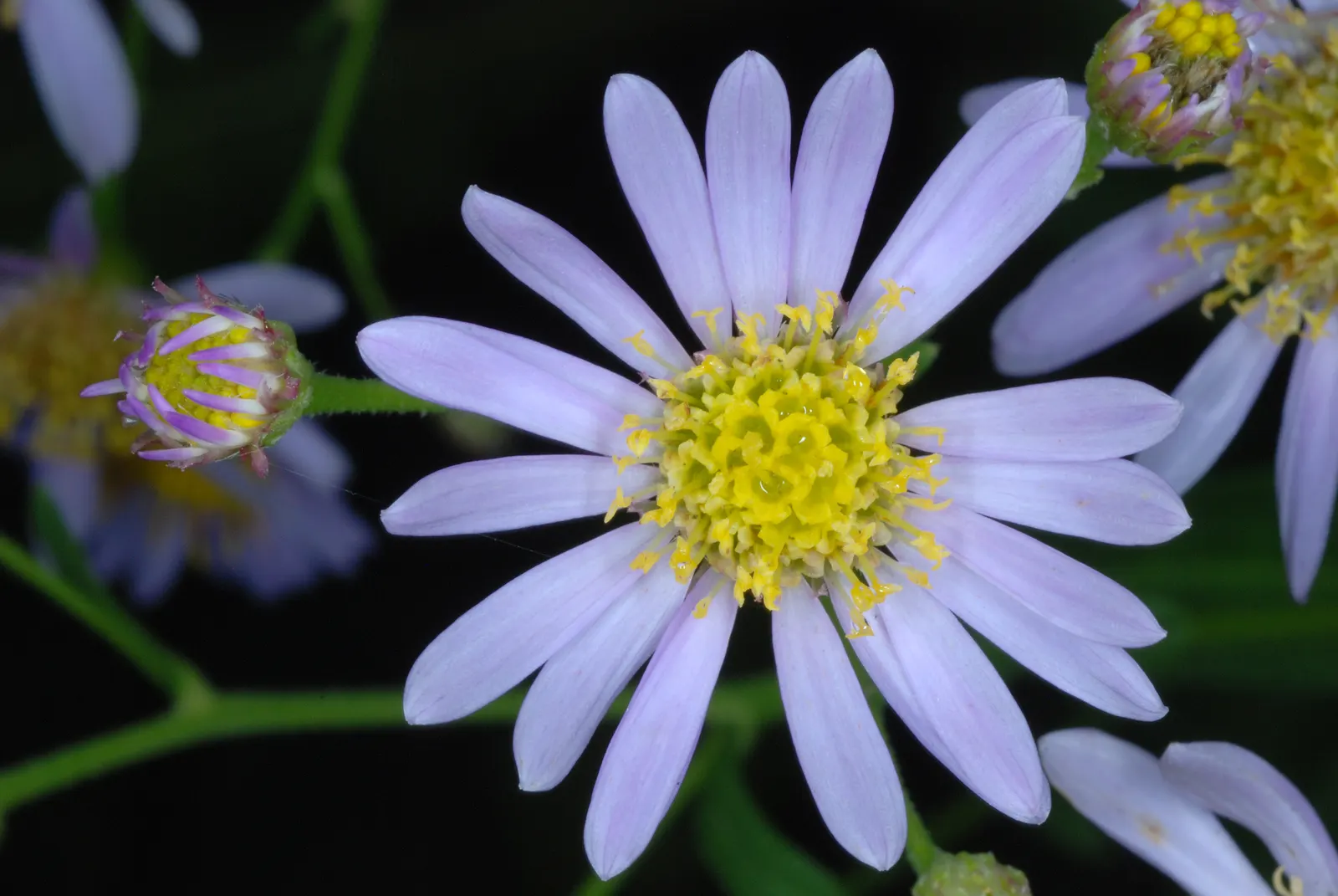 Aster Hybrids (Aster Species) — blue and lavender and multi-colored and purple and violet and white and yellow flowers in the garden; known for, image 76
