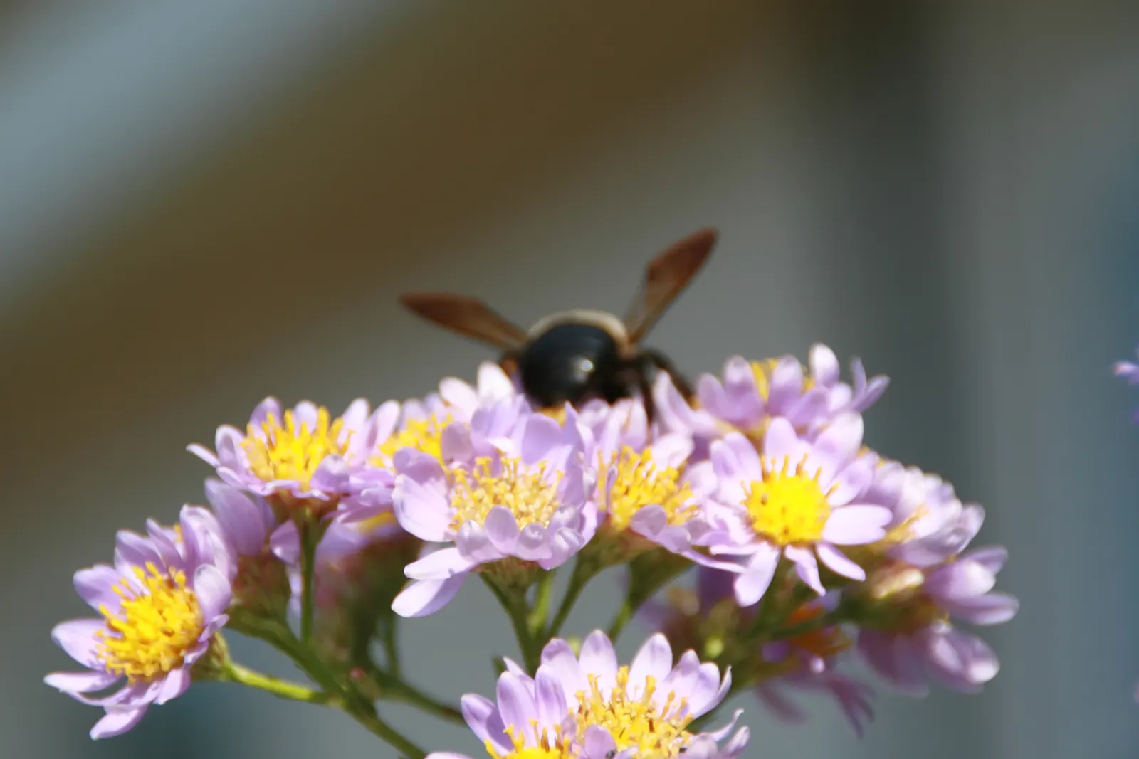 Aster Hybrids (Aster Species) — The blooms can vary in size