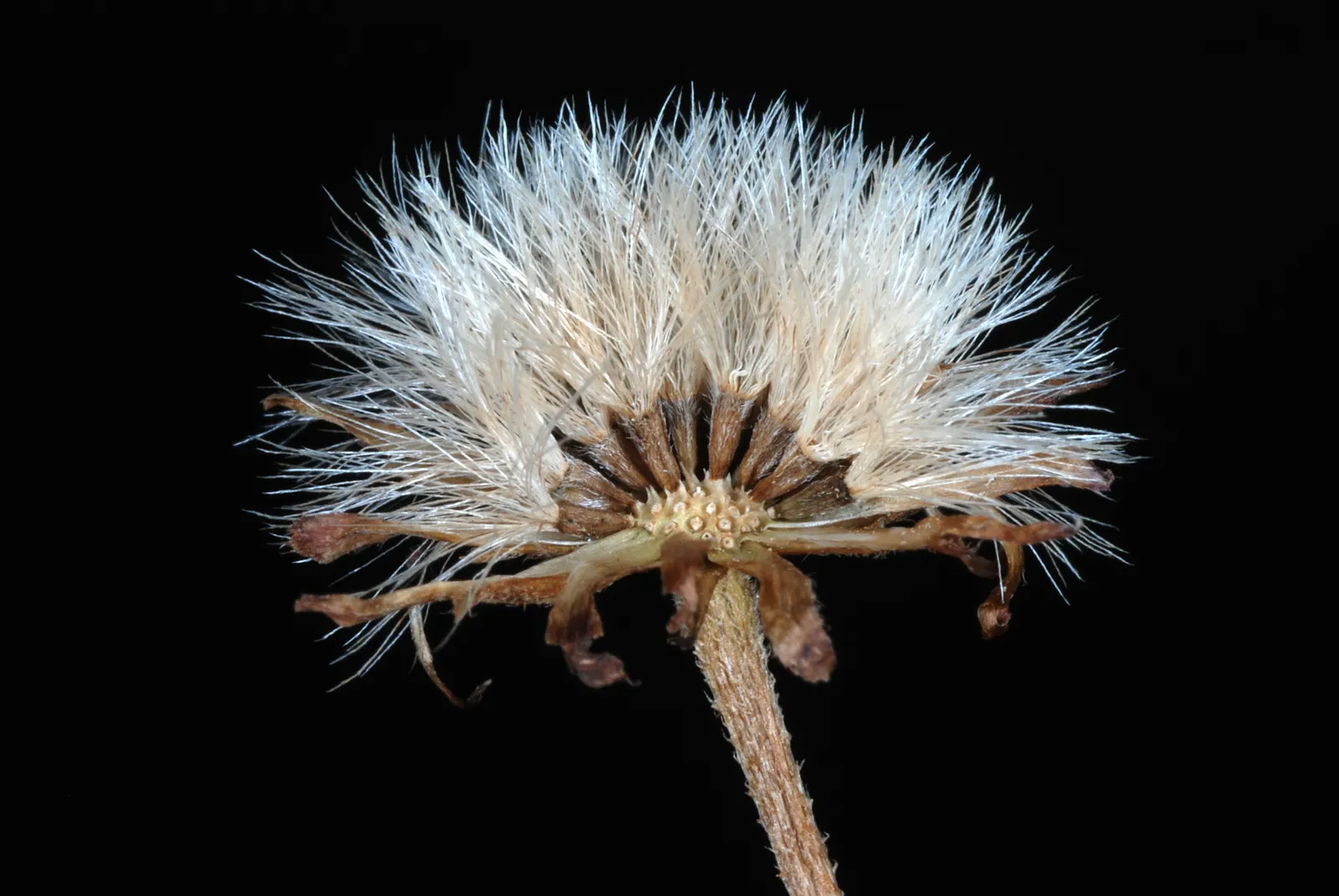 Aster Hybrids (Aster Species) — requiring at least 6 hours of sunlight a day; typically ranging from 1 to 6 feet in height and 1 to 4 feet in spread, image 68