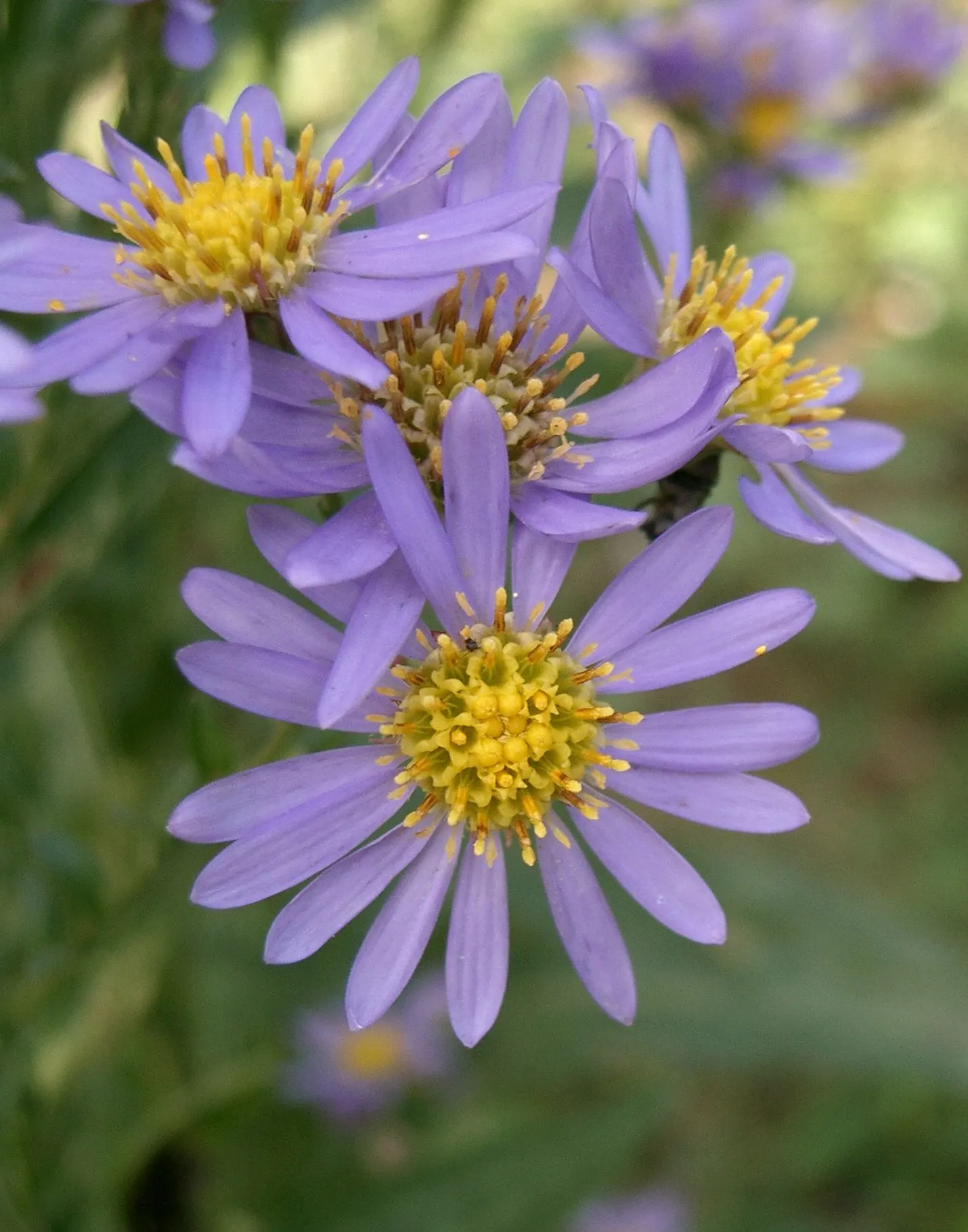 Aster Hybrids (Aster Species) — Aster hybrids (Aster spp.) are vibrant perennials that enliven gardens from summer through fall; asters thrive in full sun to