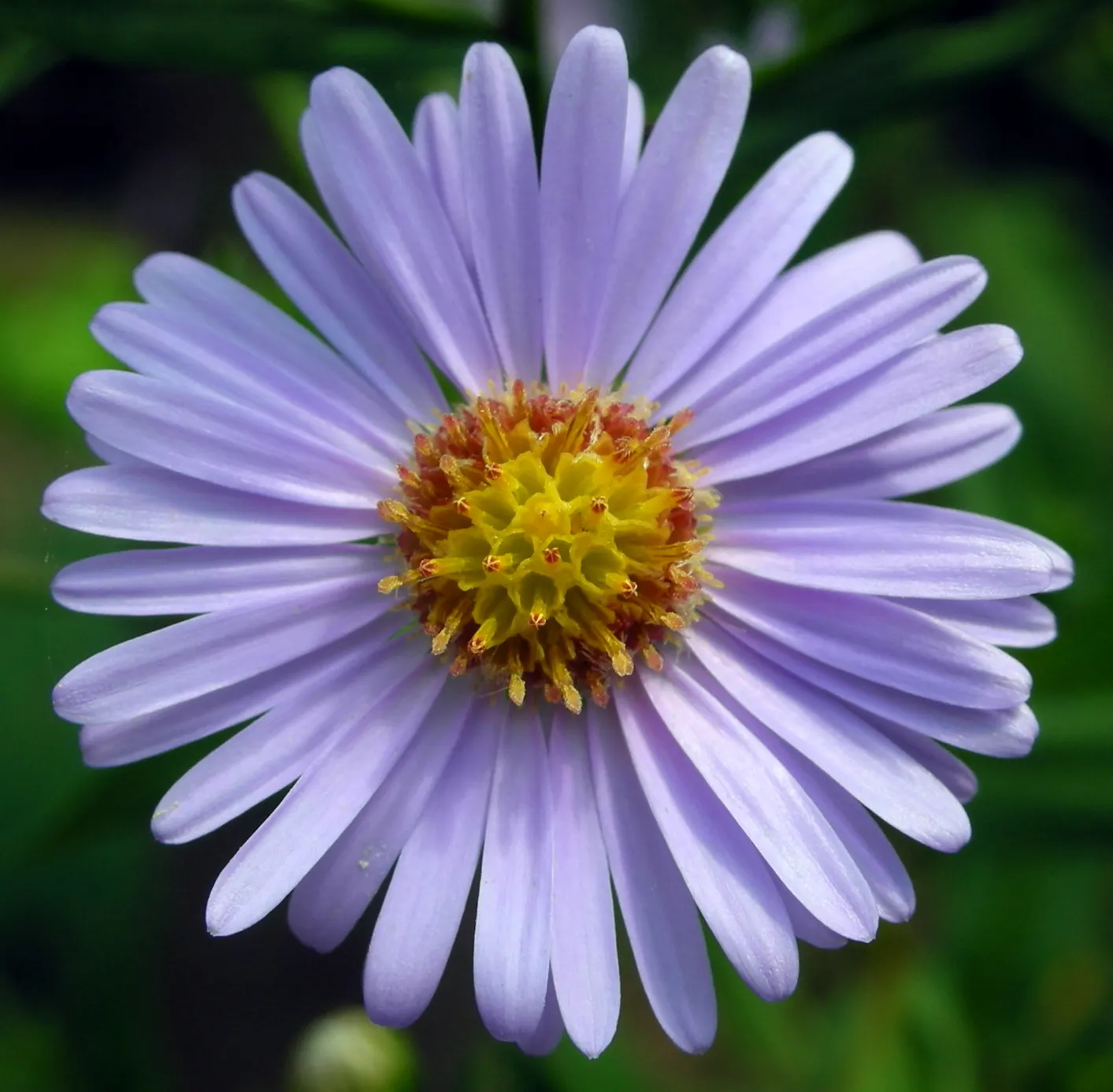 Aster Hybrids (Aster Species) — each with a distinctive yellow center