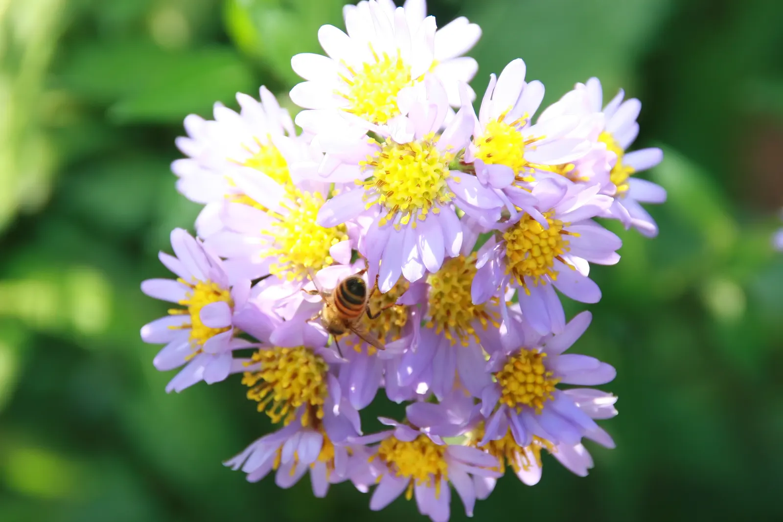 Aster Hybrids (Aster Species) — you'll provide clients with a low-maintenance; asters are ideal for mixed borders, wildflower gardens, and as a, image 74