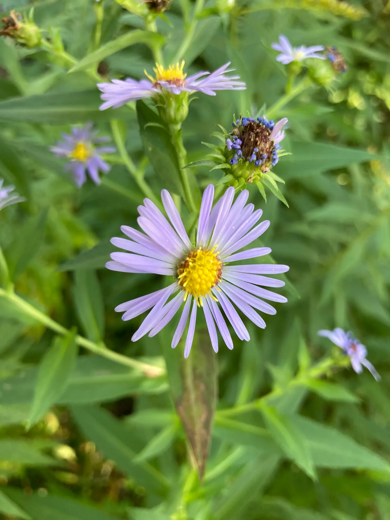 Aster Hybrids (Aster Species) — Exhibiting daisy-like flowers in purples; each with a distinctive yellow center, image 80