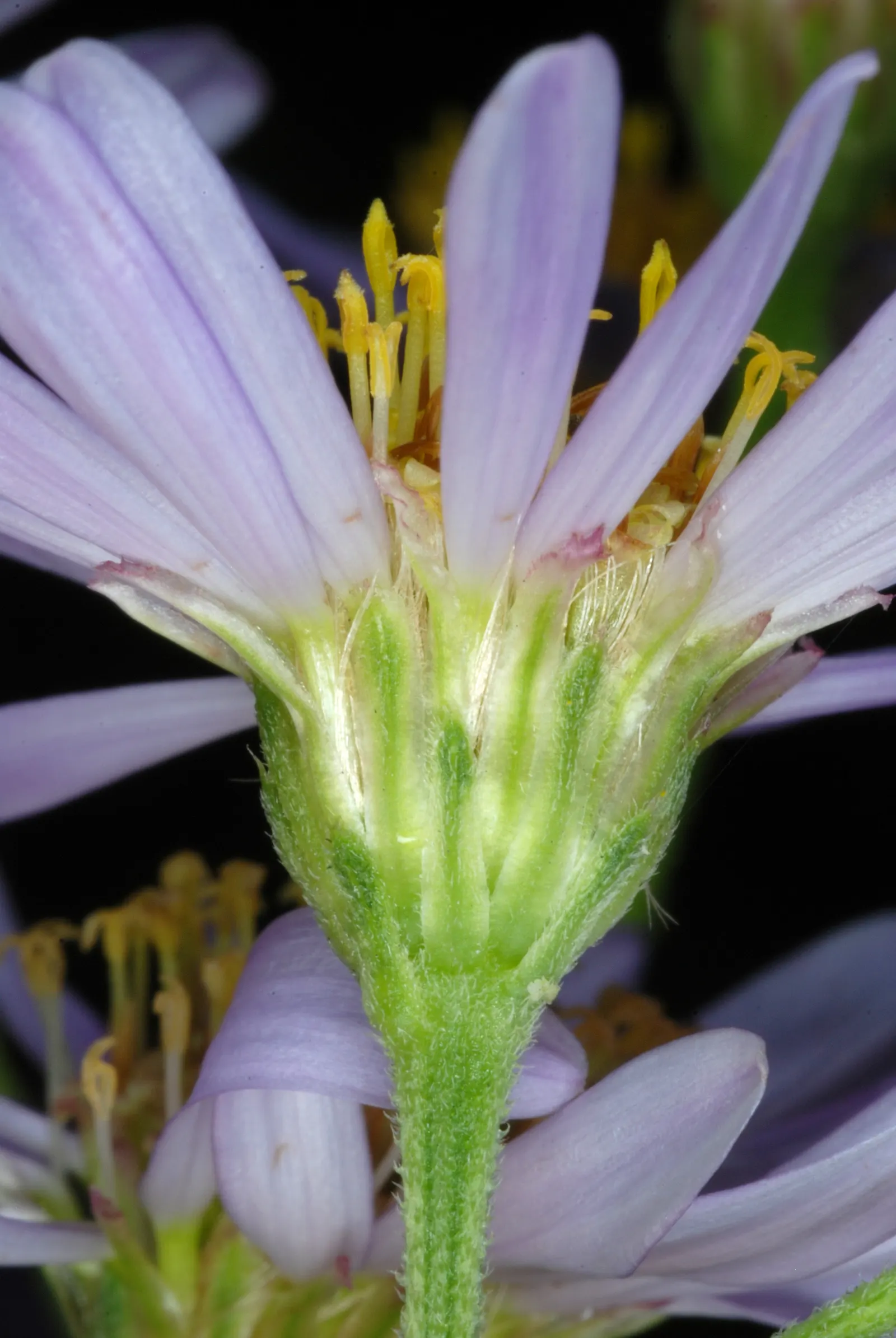 Aster Hybrids (Aster Species) — Aster hybrids (Aster spp.) are vibrant perennials that enliven gardens from summer through fall; asters thrive in, image 79