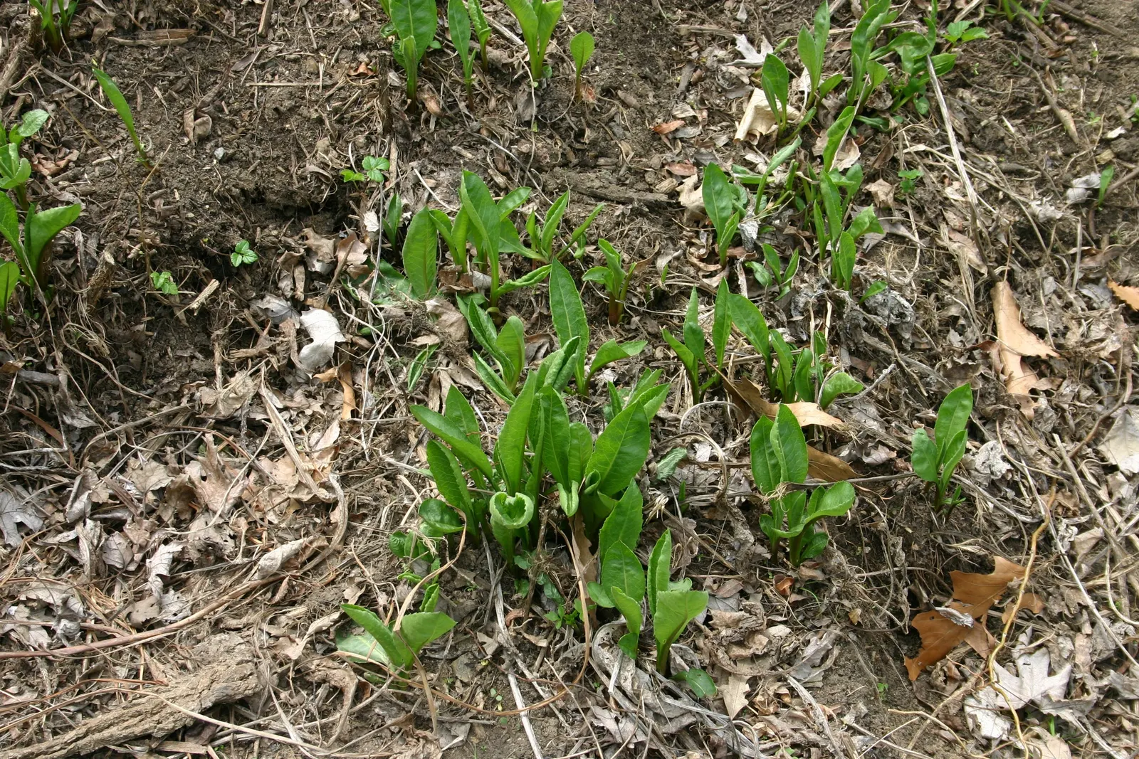 Aster Hybrids (Aster Species) — The blooms can vary in size; they are beloved for their profuse blooms and ease of care, image 64