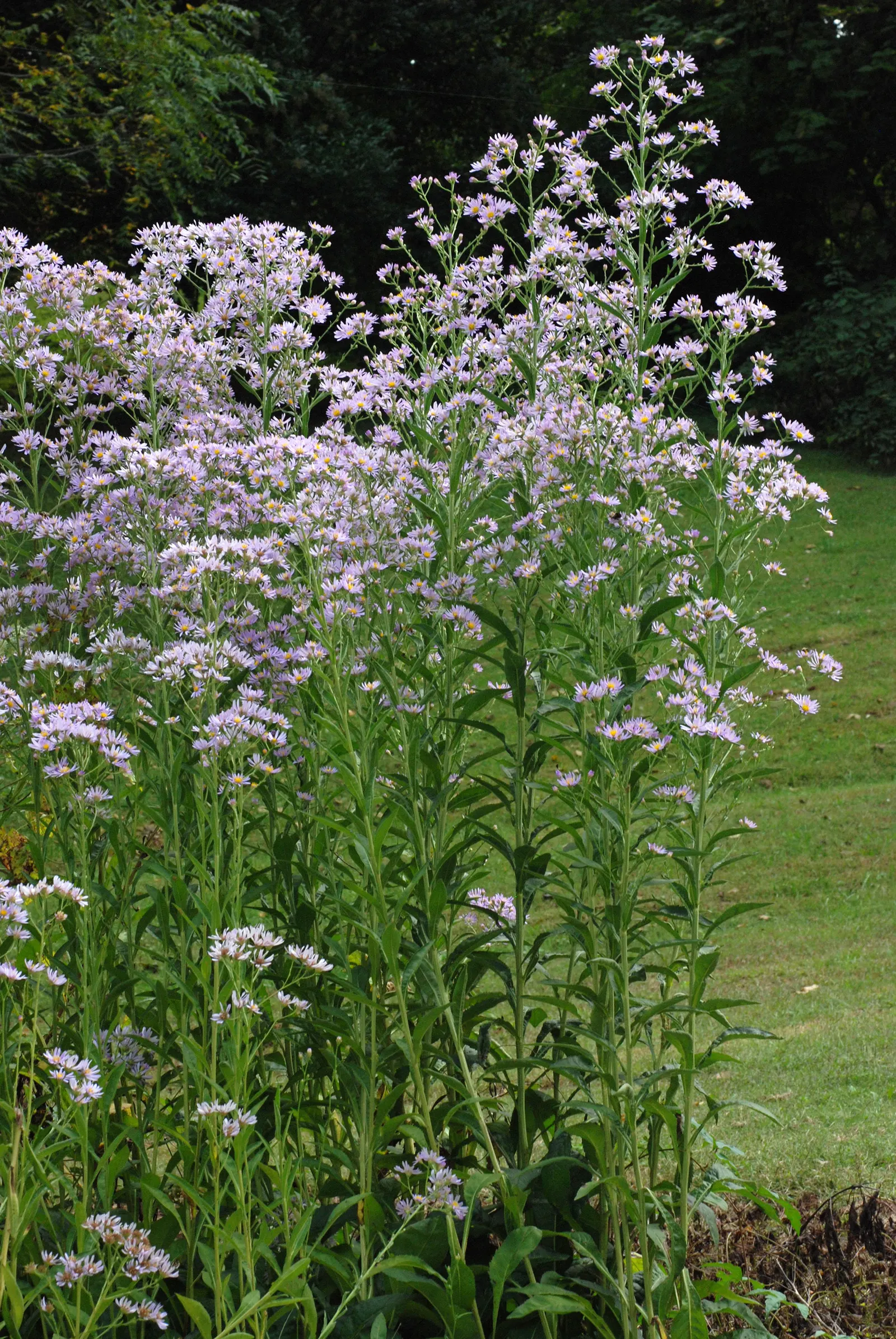 Aster Hybrids (Aster Species) — Deadheading spent flowers will encourage further blooming and can extend the flowering period; commonly referred to as Asters