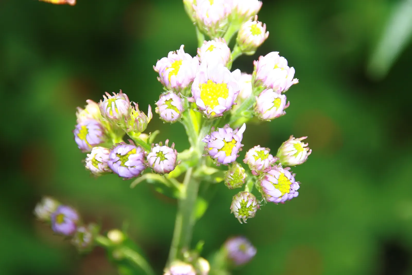 Aster Hybrids (Aster Species) — generally resistant to drought once established; the blooms can vary in size