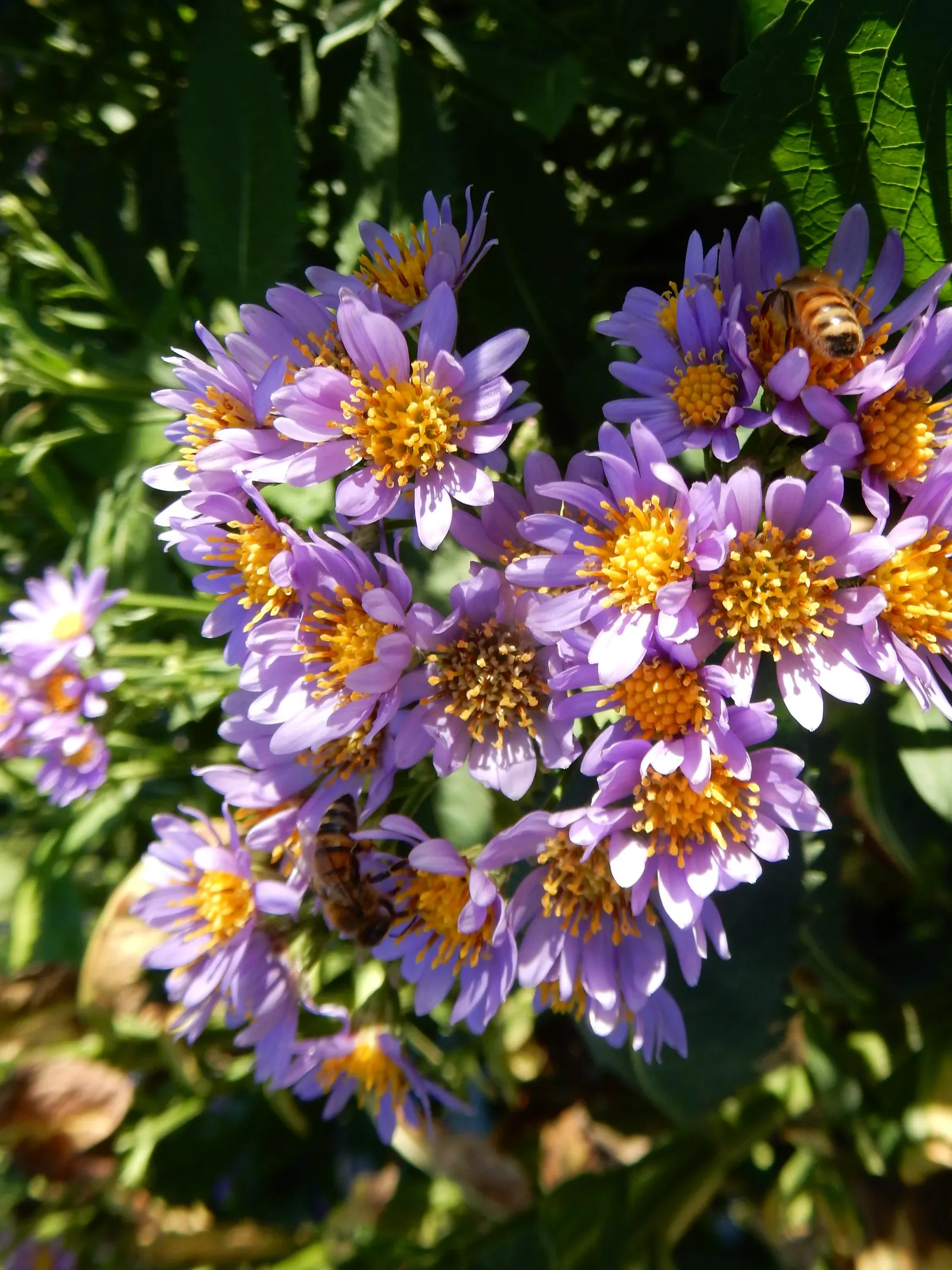 Aster Hybrids (Aster Species) — Asters come in a range of hues such as purple; they prefer well-drained soil and thrive in full sun to partial shade