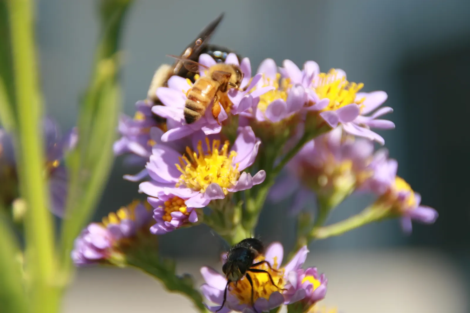 Aster Hybrids (Aster Species) — typically measuring from 1 to 2 inches in diameter; asters come in a range of hues such as purple, image 65