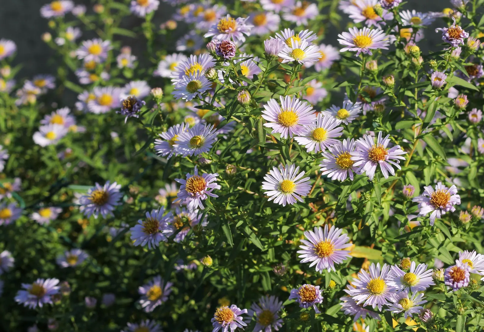 Aster Hybrids (Aster Species) — they are beloved for their profuse blooms and ease of care; and can flourish in USDA hardiness zones 4 through 8