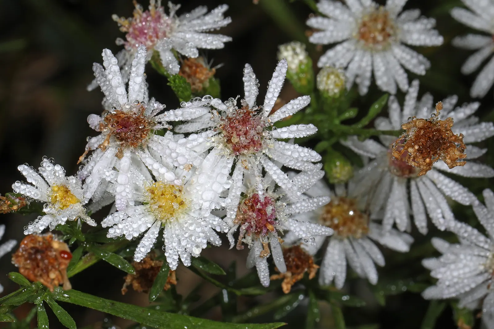 Aster Hybrids (Aster Species) — requiring at least 6 hours of sunlight a day; typically ranging from 1 to 6 feet in height and 1 to 4 feet in spread