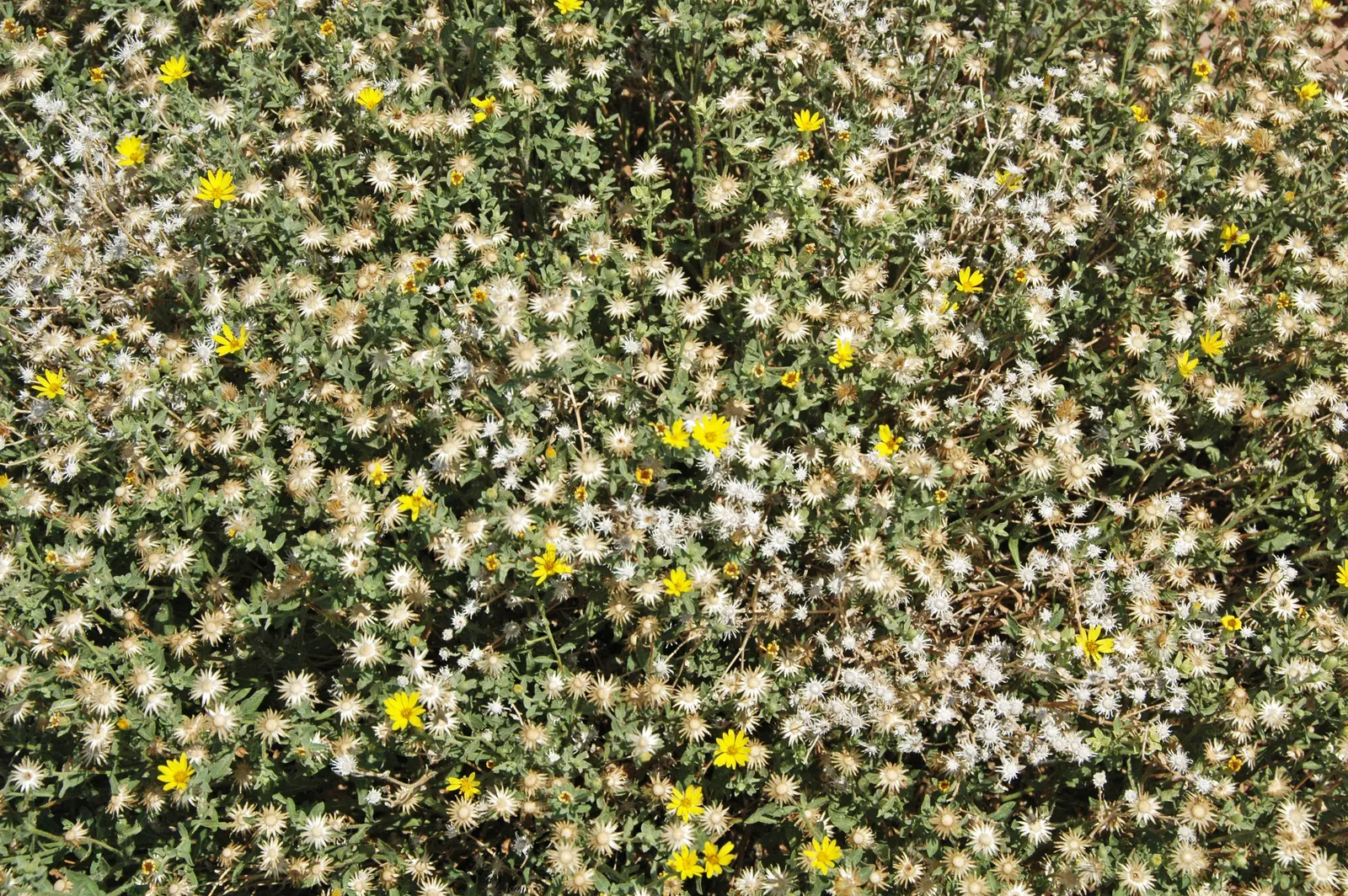 Aster Hybrids (Aster Species) — The blooms can vary in size; they are beloved for their profuse blooms and ease of care