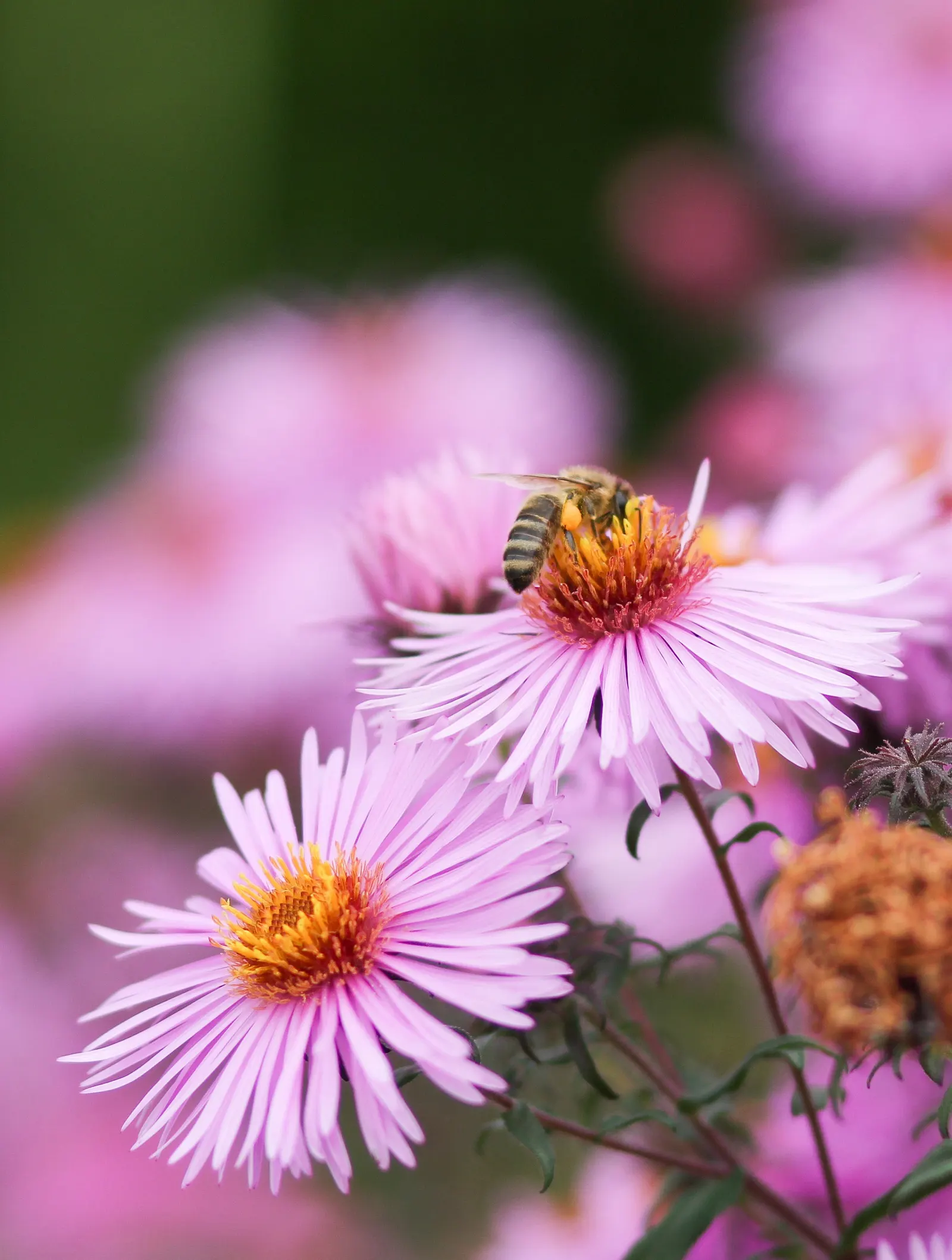 Aster Hybrids (Aster Species) — Aster hybrids (Aster spp.) are vibrant perennials that enliven gardens from summer through fall; asters thrive in, image 53