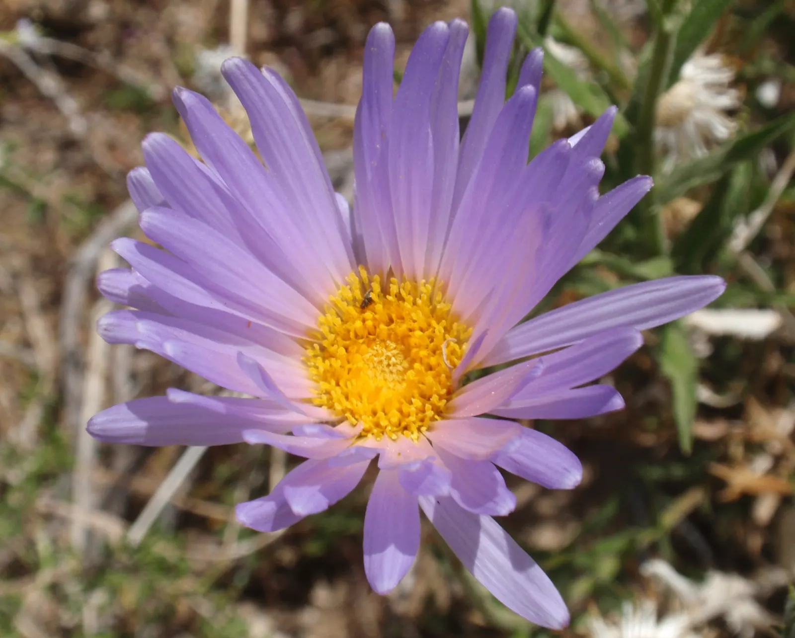 Aster Hybrids (Aster Species) — perennial for full; long-lasting display that punctuates the fading summer garden with a finale of vibrant colors