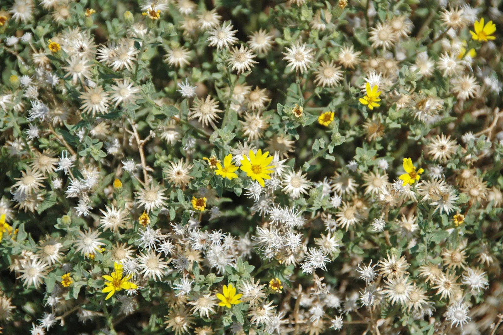 Aster Hybrids (Aster Species) — which minimizes the risk of powdery mildew; perennial for full