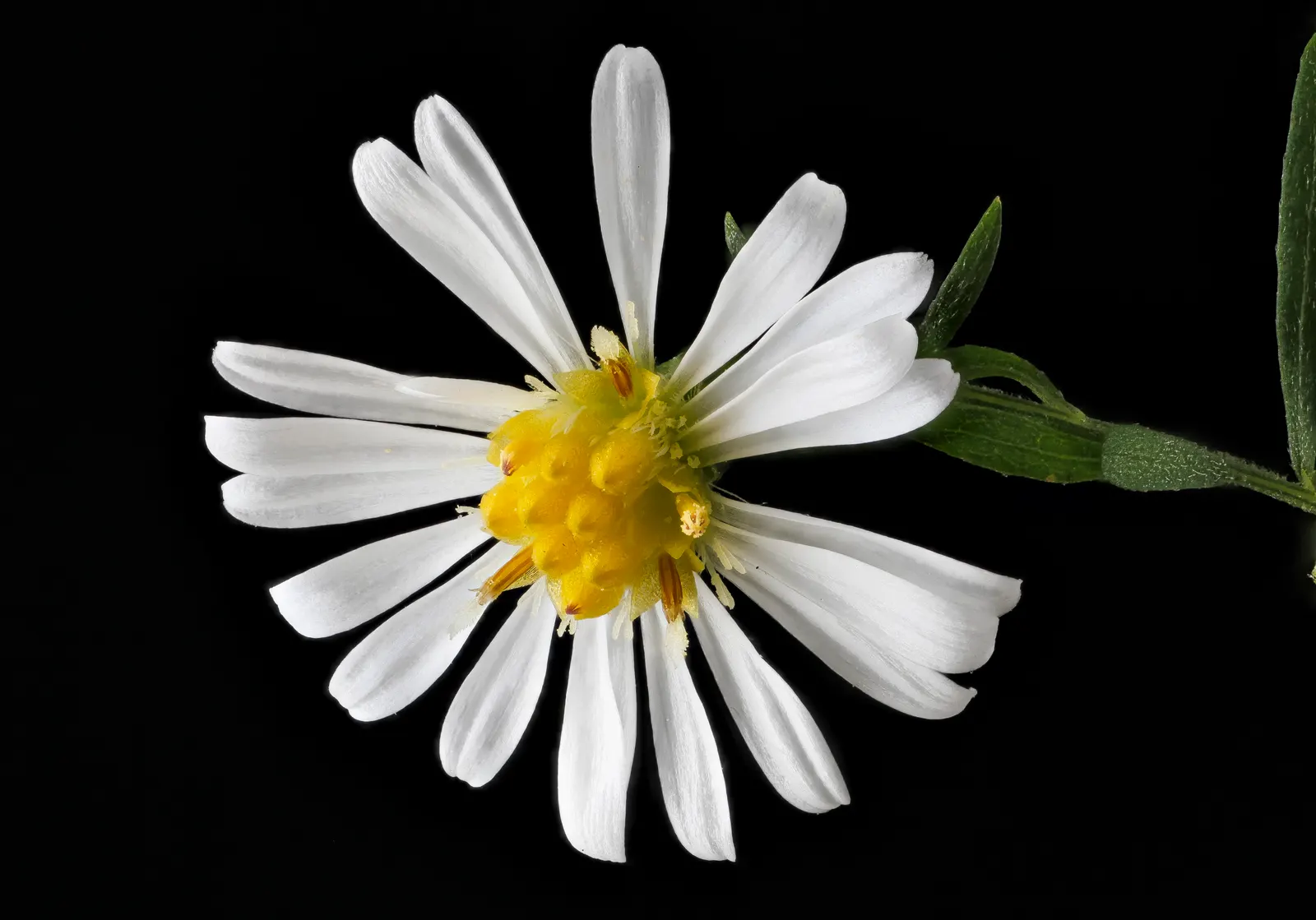 Aster Hybrids (Aster Species) — commonly referred to as Asters; deadheading spent flowers will encourage further blooming and can extend the, image 59