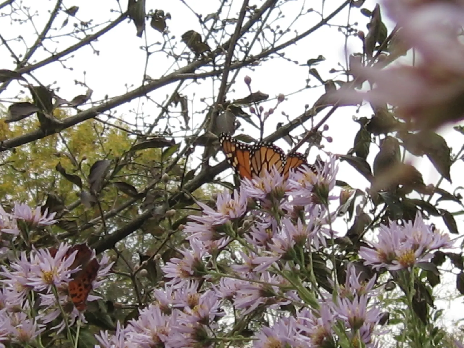 Aster Hybrids (Aster Species) — Deadheading spent flowers will encourage further blooming and can extend the flowering period; commonly referred to, image 72
