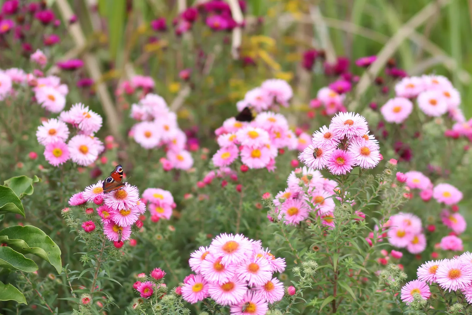 Aster Hybrids (Aster Species) — Known for their daisy-like flowers; are a vibrant group of flowering perennials that bring a burst of color to the autumn