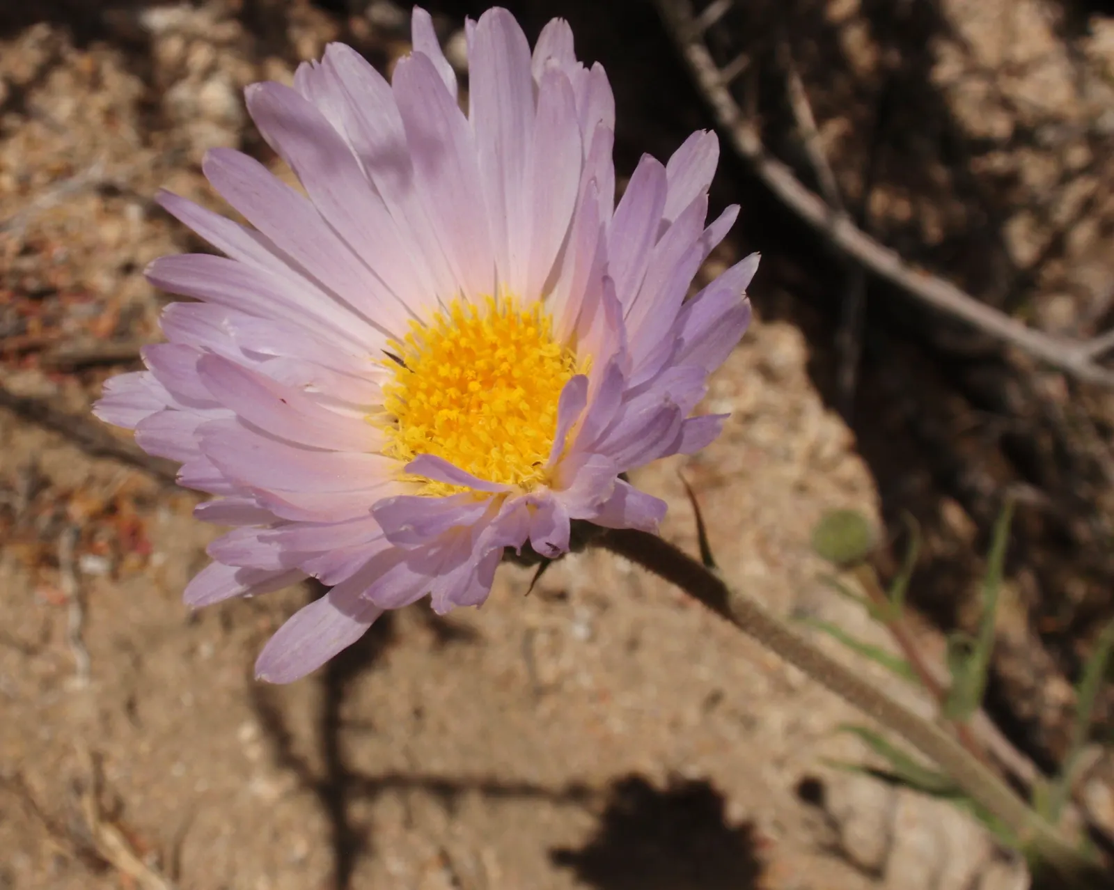 Aster Hybrids (Aster Species) — Asters are ideal for mixed borders, wildflower gardens, and as a complement to ornamental grasses; and they attract a variety