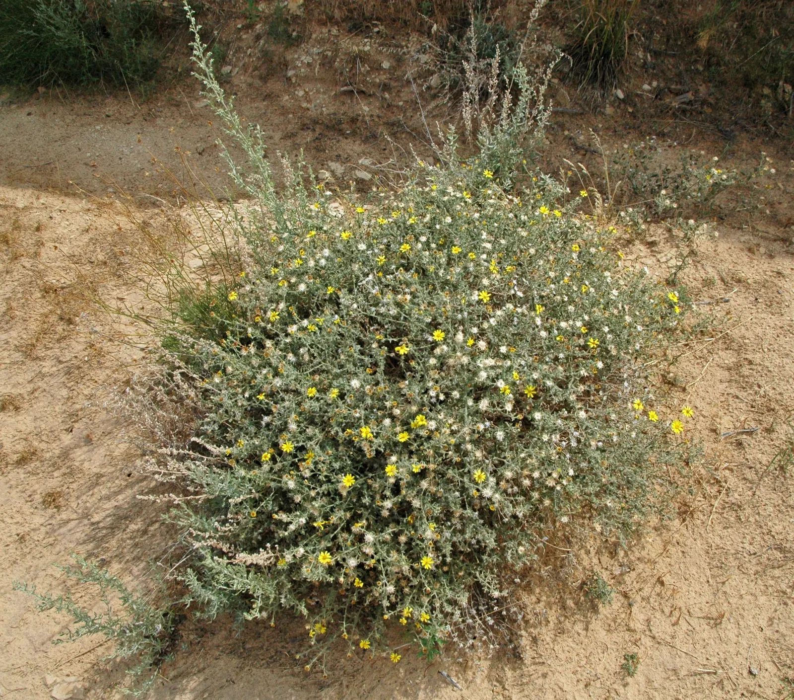 Aster Hybrids (Aster Species) — Asters are ideal for mixed borders, wildflower gardens, and as a complement to ornamental grasses