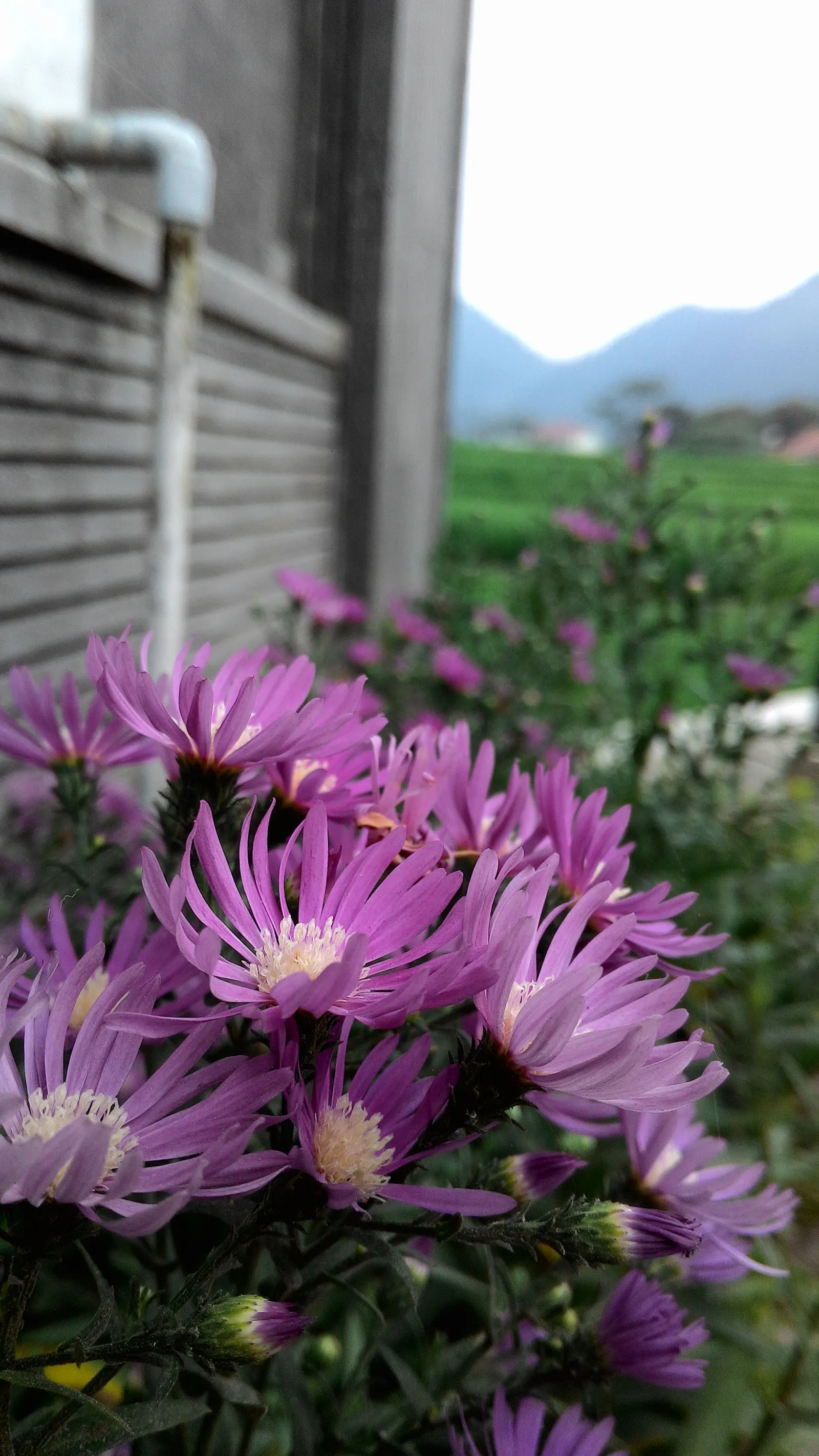 Aster Hybrids (Aster Species) — they attract butterflies and support pollinators; typically measuring from 1 to 2 inches in diameter
