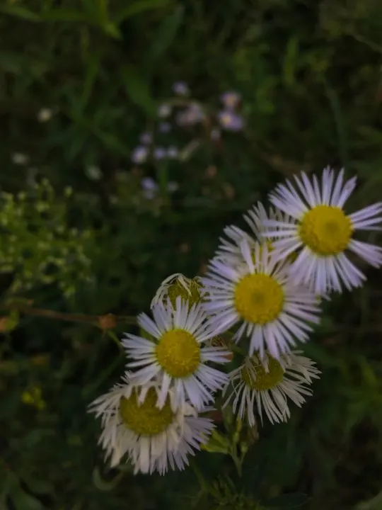 Aster Hybrids (Aster Species) — long-lasting display that punctuates the fading summer garden with a finale of vibrant colors; exhibiting, image 75
