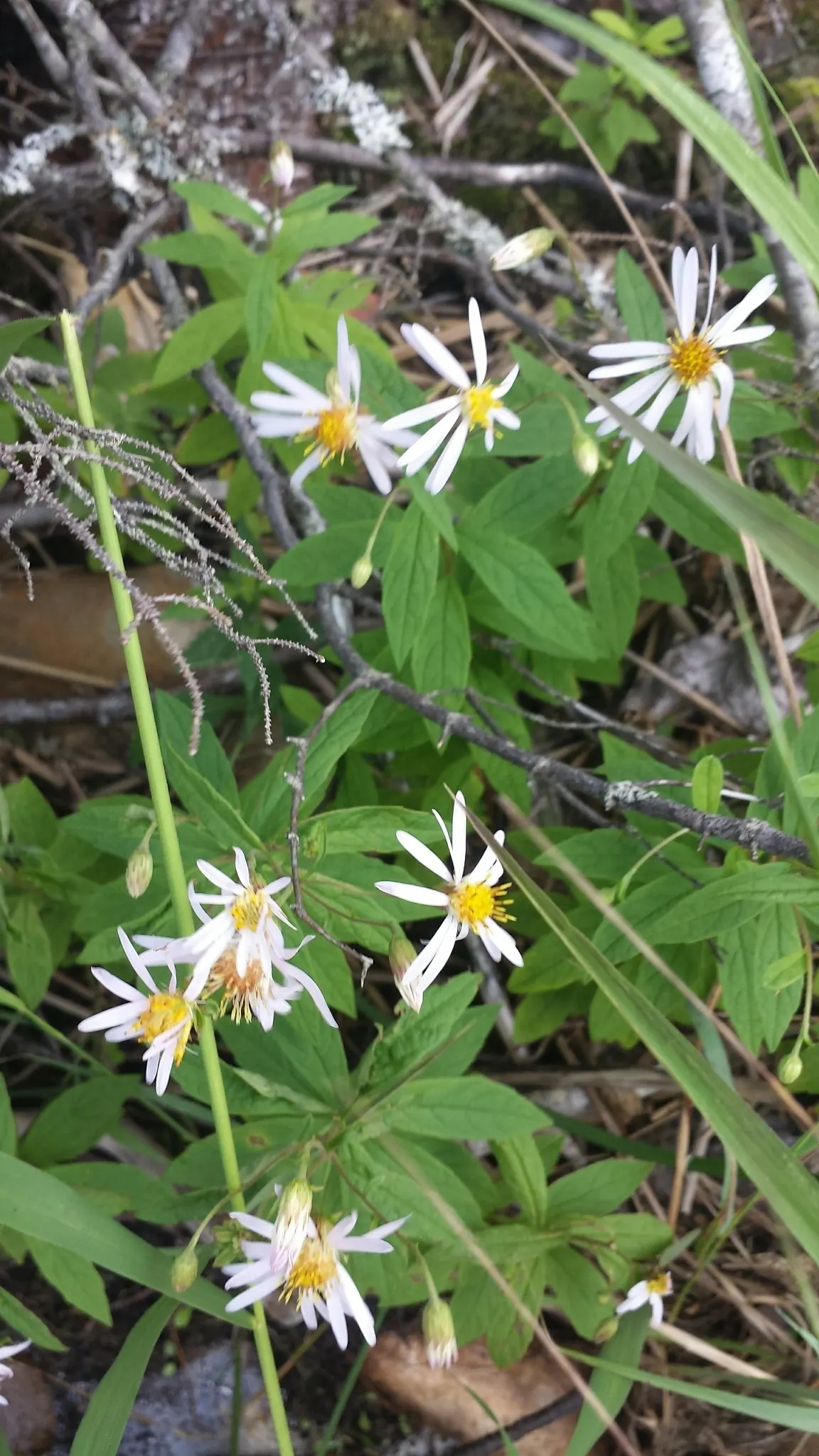 Aster Hybrids (Aster Species) — they are beloved for their profuse blooms and ease of care