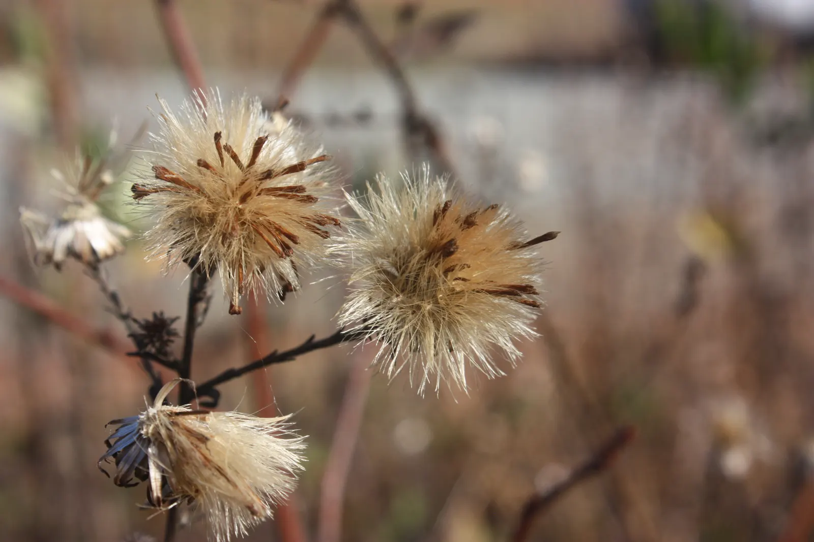 Aster Hybrids (Aster Species) — and they attract a variety of pollinators including butterflies and bees