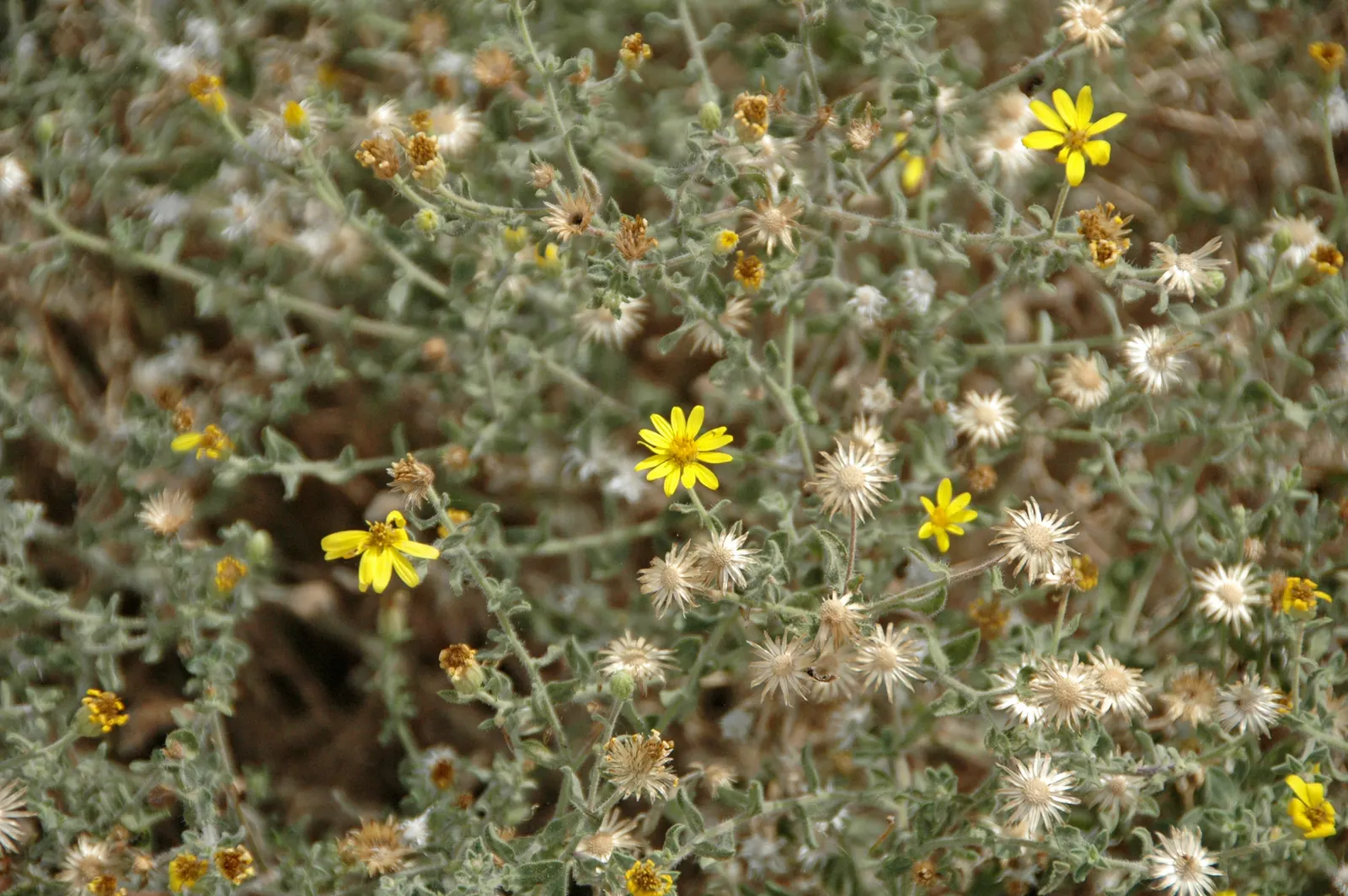 Aster Hybrids (Aster Species) — perennial for full