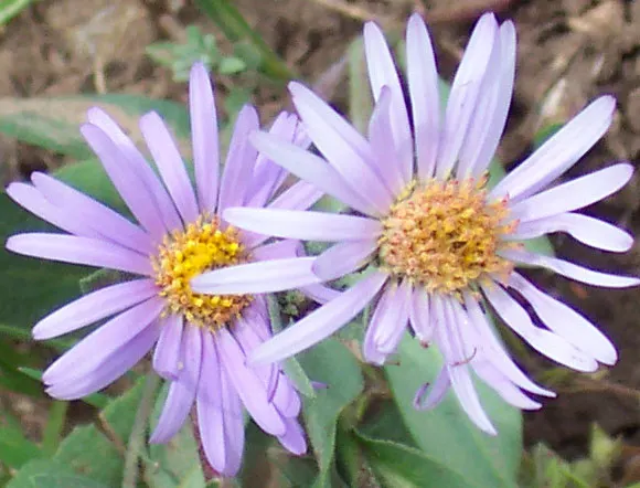 Aster Hybrids (Aster Species) — Typically ranging from 1 to 6 feet in height and 1 to 4 feet in spread