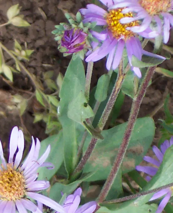 Aster Hybrids (Aster Species) — are a vibrant group of flowering perennials that bring a burst of color to the autumn landscape; aster hybrids (Aster spp.) are