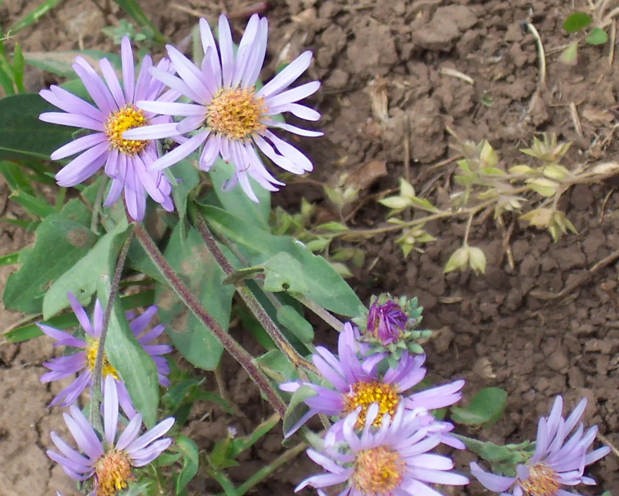 Aster Hybrids (Aster Species) — Exhibiting daisy-like flowers in purples; each with a distinctive yellow center, image 54