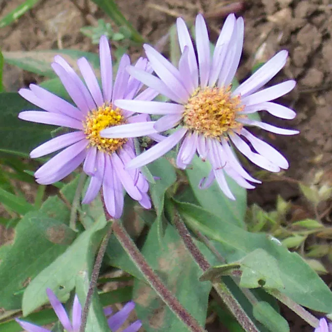 Aster Hybrids (Aster Species) — and they attract a variety of pollinators including butterflies and bees; generally resistant to drought once established
