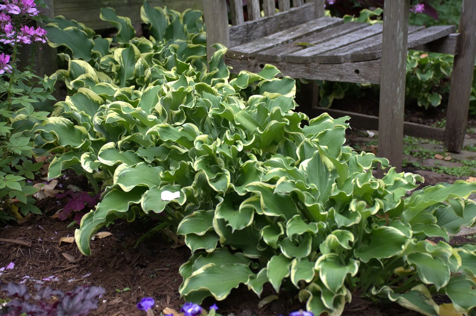 'Wheee!' Hosta (Hosta hybrid) — Light lavender flowers appear midseason.; clean away the dead foliage after frost to prevent insect problems the, image 46