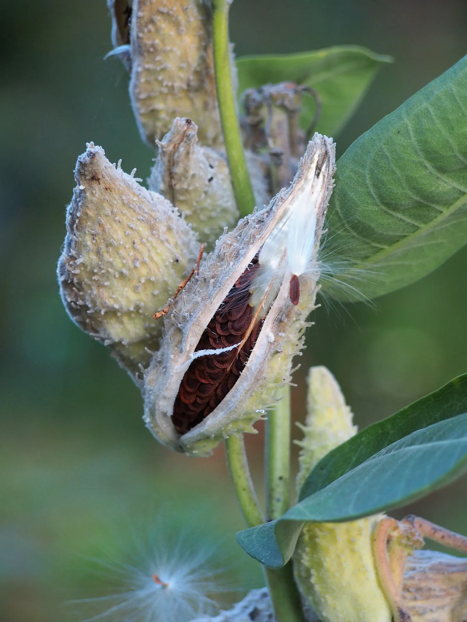 Common Milkweed (Asclepias Syriaca) — it requires little care beyond initial establishment
