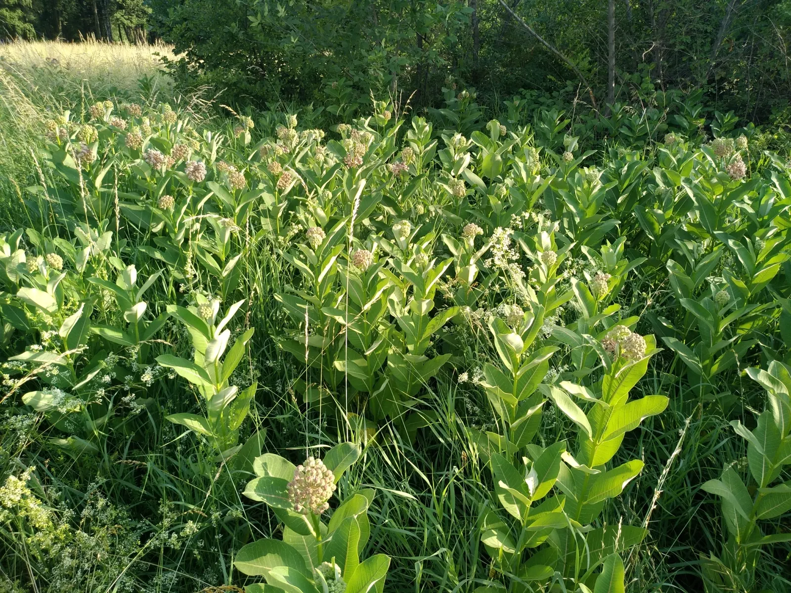 Common Milkweed (Asclepias Syriaca) — Common Milkweed (Asclepias syriaca), a robust perennial, thrives up to 6 ft tall in full sun