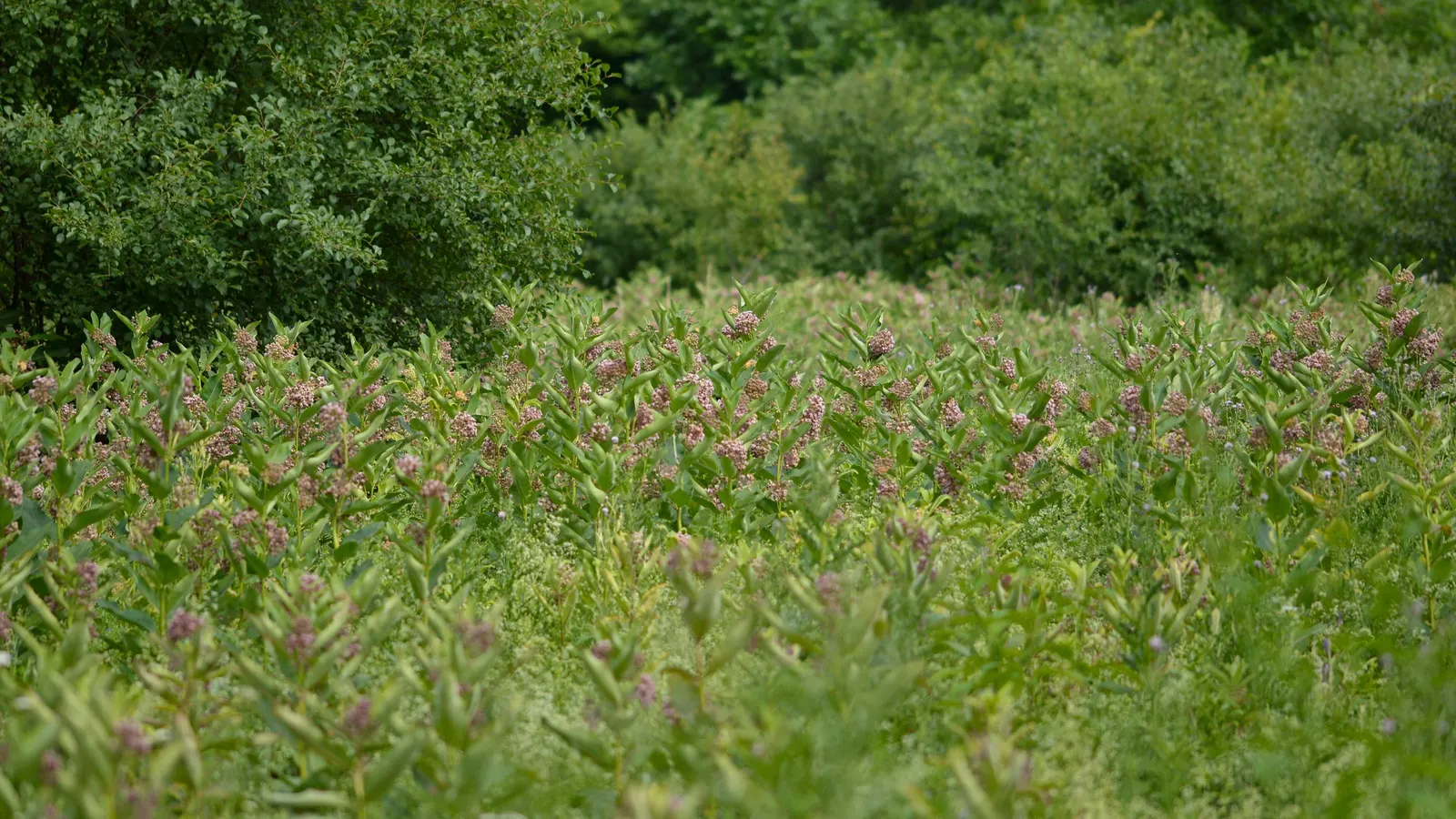 Common Milkweed (Asclepias Syriaca) — including the iconic monarch butterfly.<br><br>After flowering; this plant typically grows to heights ranging from 2 to 6