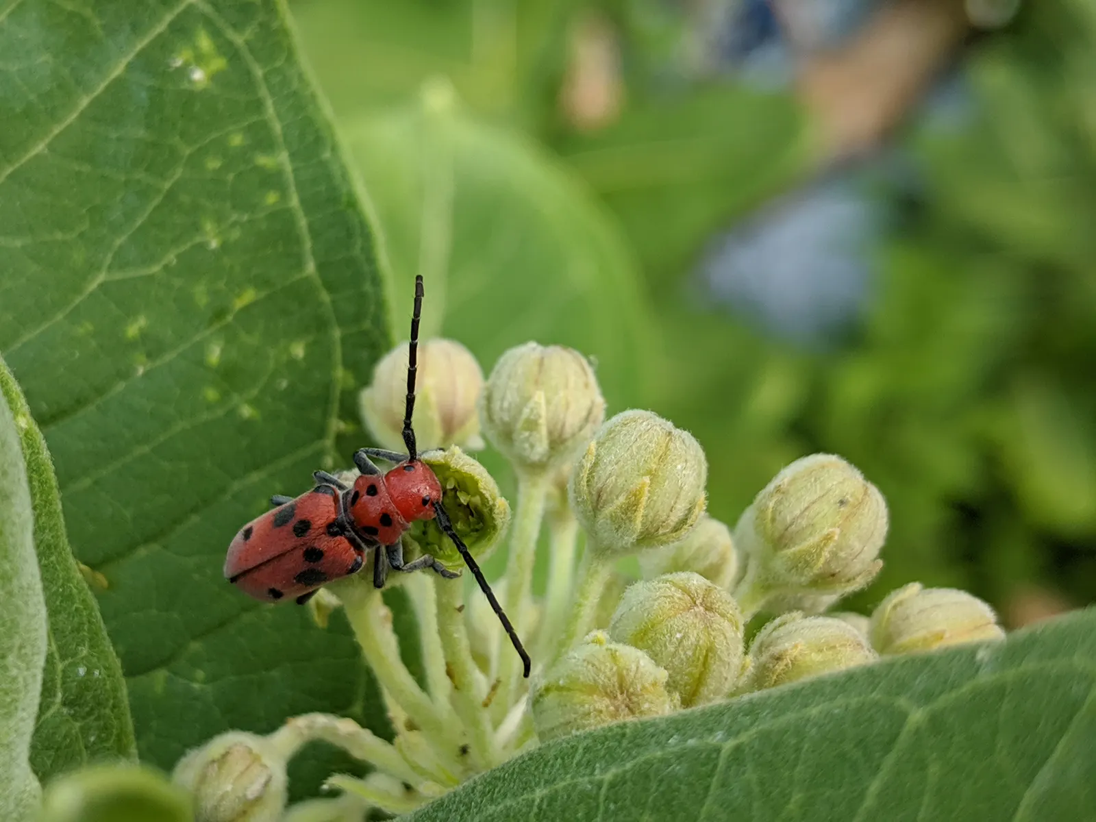 Common Milkweed (Asclepias Syriaca) — As a low-maintenance addition