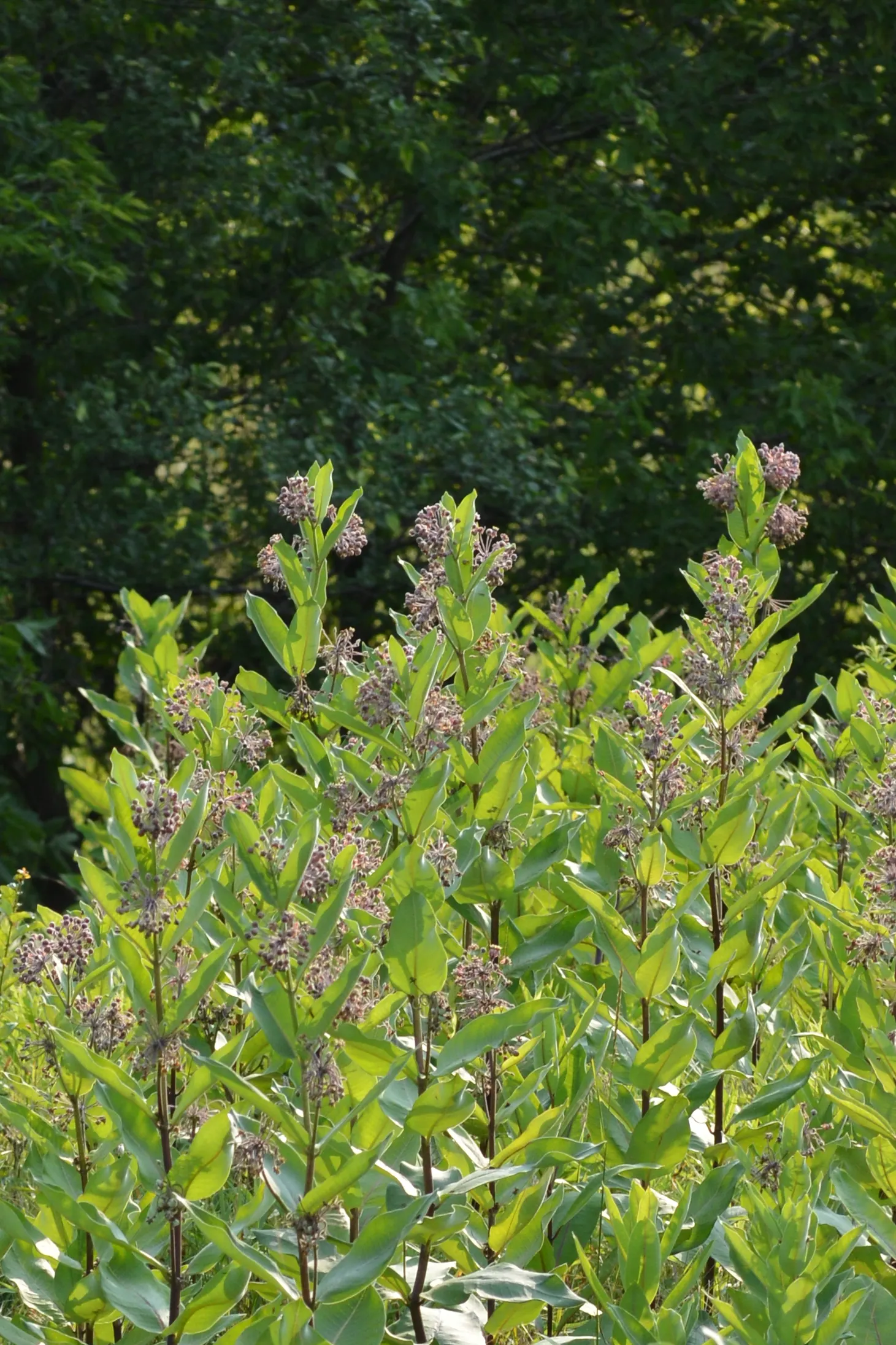 Common Milkweed (Asclepias Syriaca) — When these pods mature and split open in the fall; succulent with multi-colored and pink and white blooms, image 80