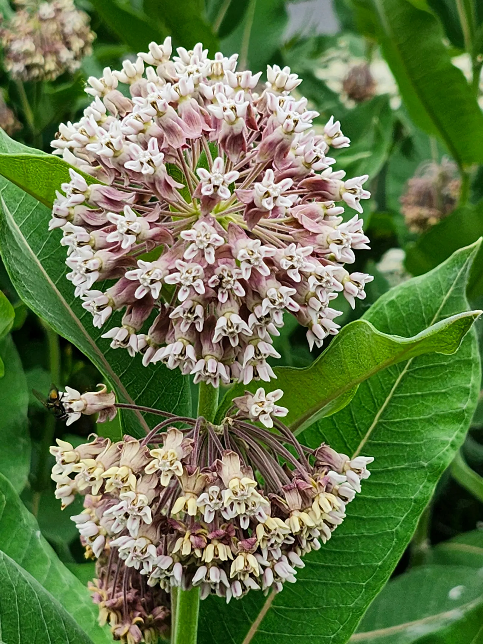 Common Milkweed (Asclepias Syriaca) — they reveal seeds attached to silky strands; spreads vigorously by rhizomes, milkweed is ideal for wildflower gardens and