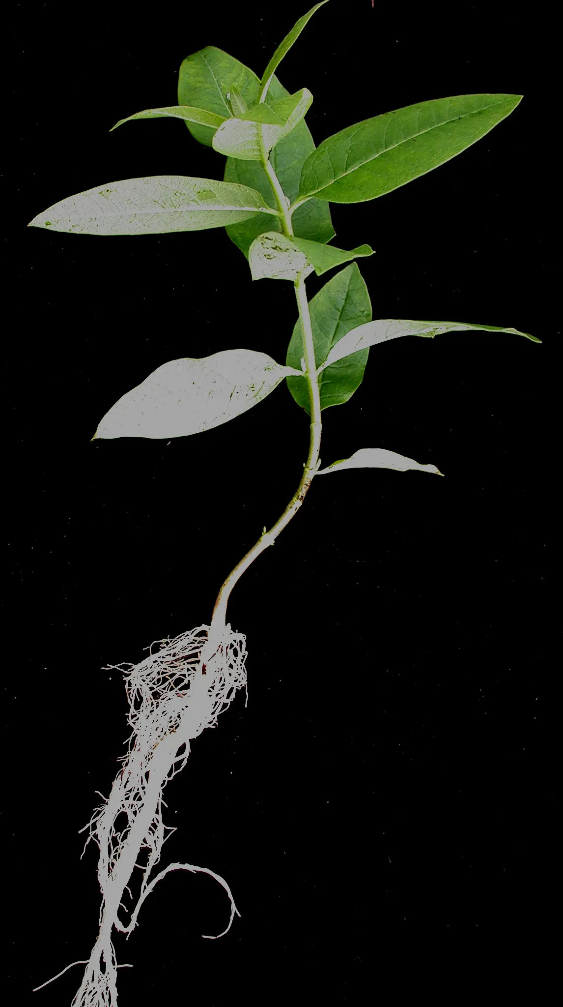 Common Milkweed (Asclepias Syriaca) — As a low-maintenance addition; while the sap contains toxins and can be irritating to the skin