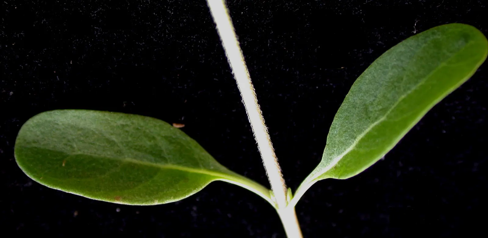 Common Milkweed (Asclepias Syriaca) — As a low-maintenance addition; while the sap contains toxins and can be irritating to the skin, image 119
