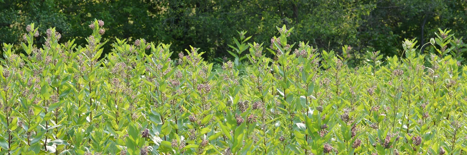 Common Milkweed (Asclepias Syriaca) — Common Milkweed (Asclepias syriaca), a robust perennial, thrives up to 6 ft tall in full sun; this US native, image 63